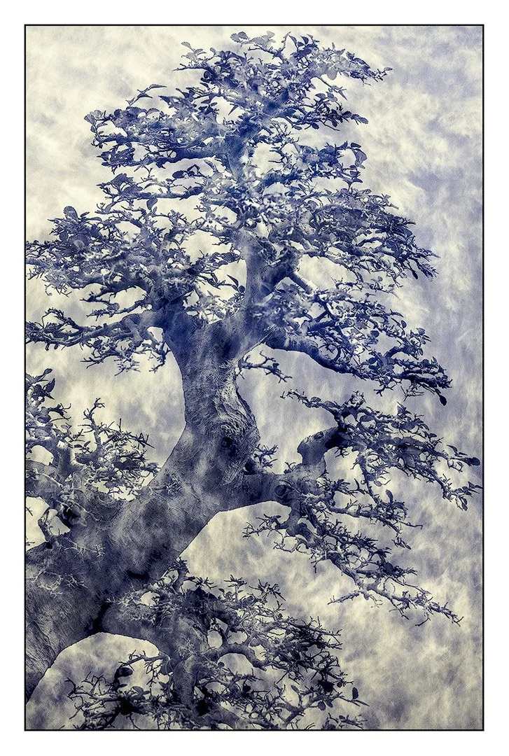 Ghost Tree