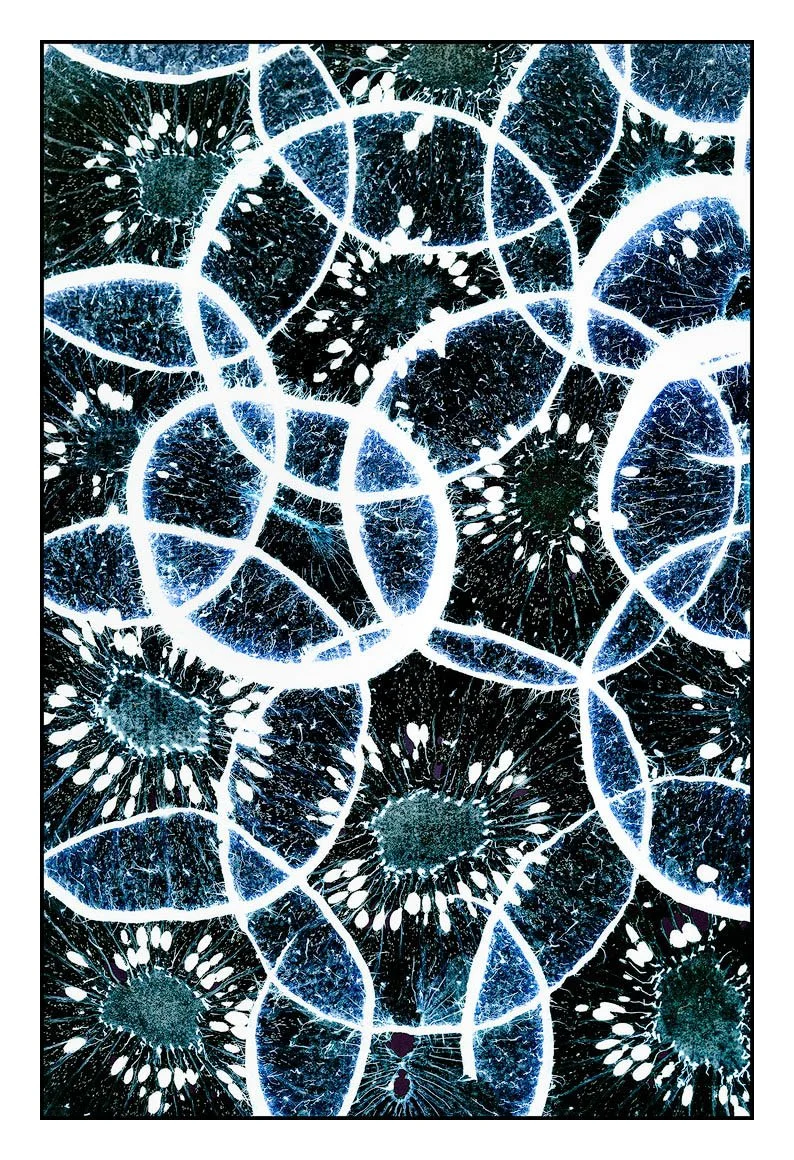 Blue Kiwi