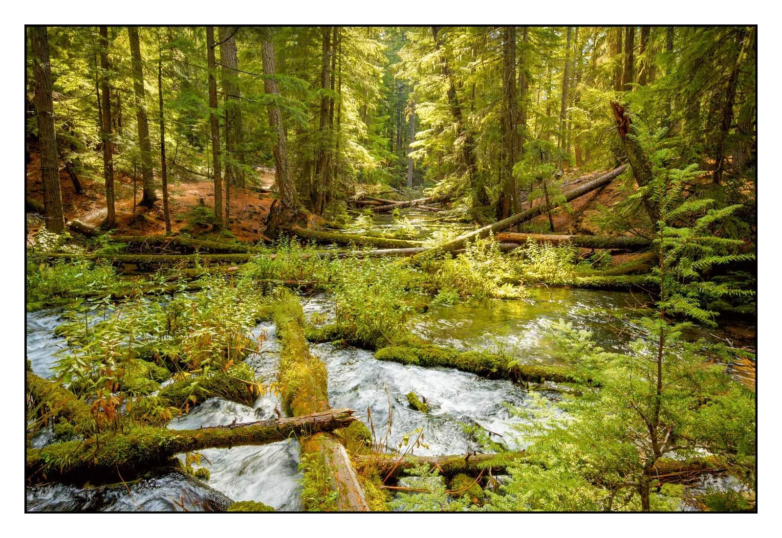 Forest, Clearwater River, Oregon
