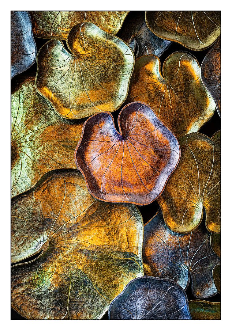 Lily Pads