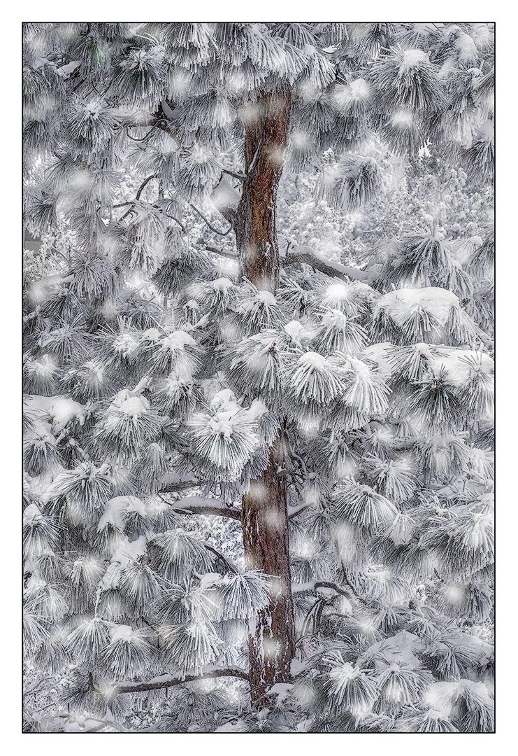 Snowstorm, Central Oregon