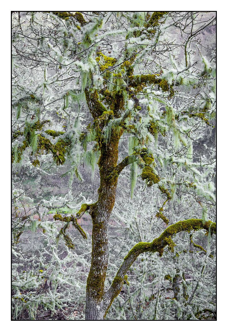Whispering Trees, Oregon