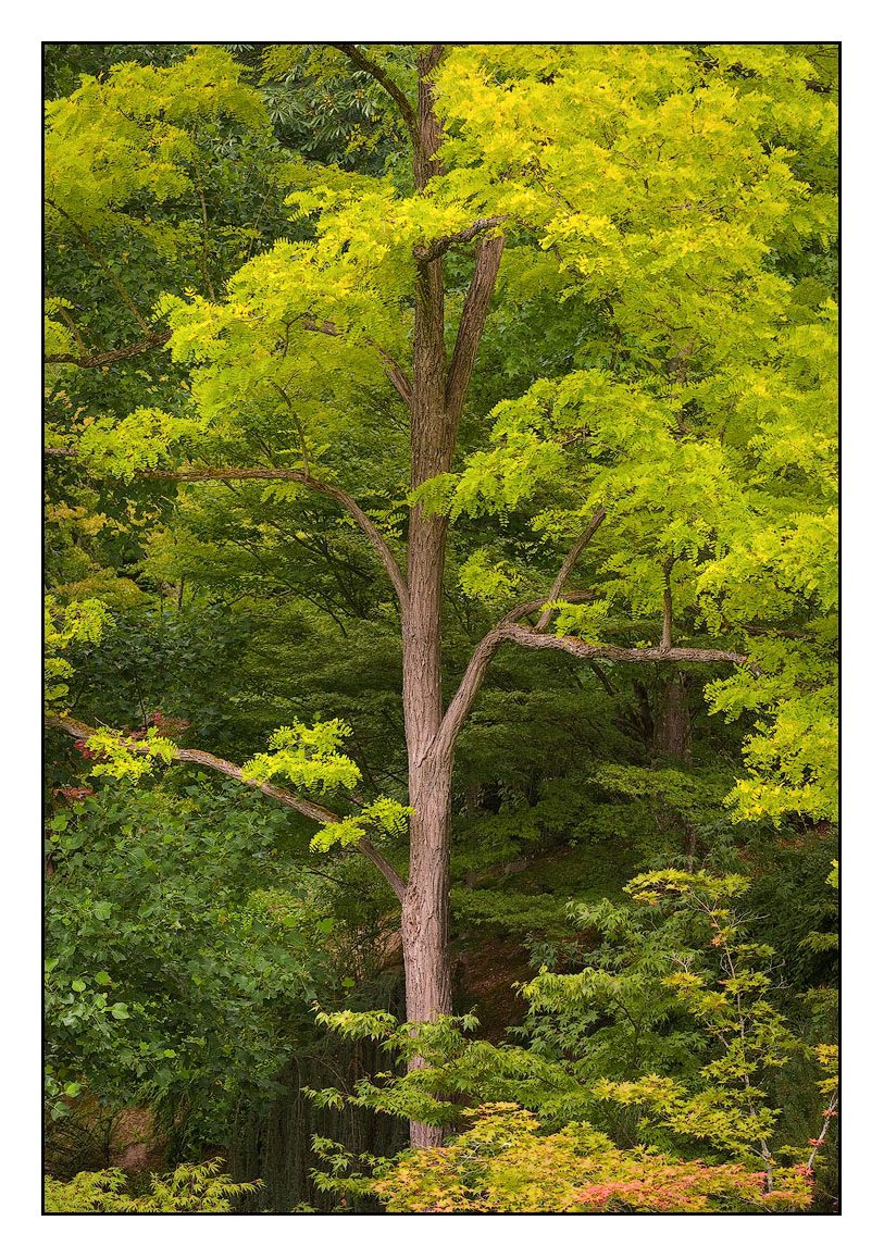 Yellow Tree, Butchart Gardens, Canada