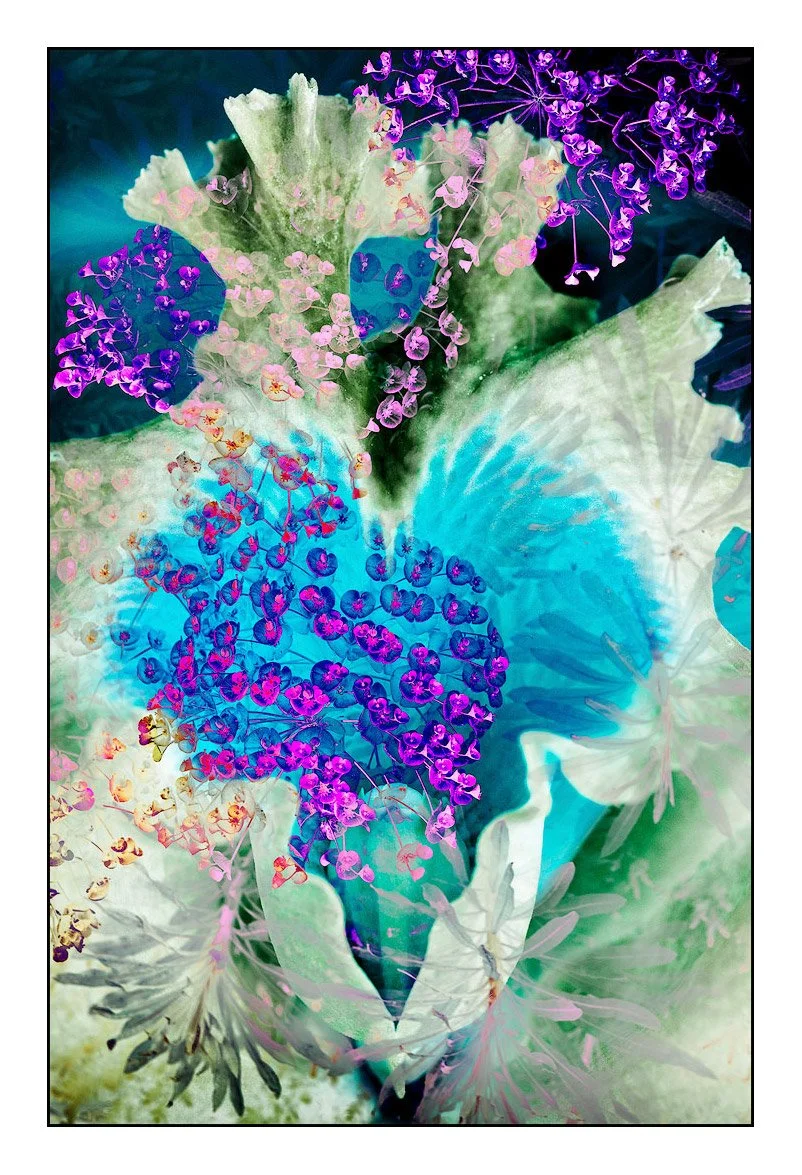 Magenta and Turquoise Blossom