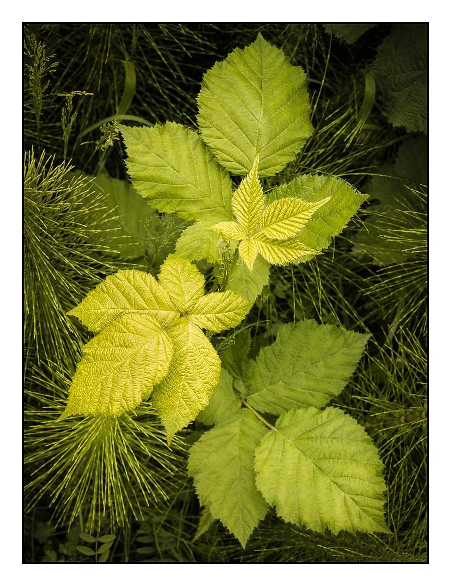 New Leaves, Forest Park, Portland, Oregon