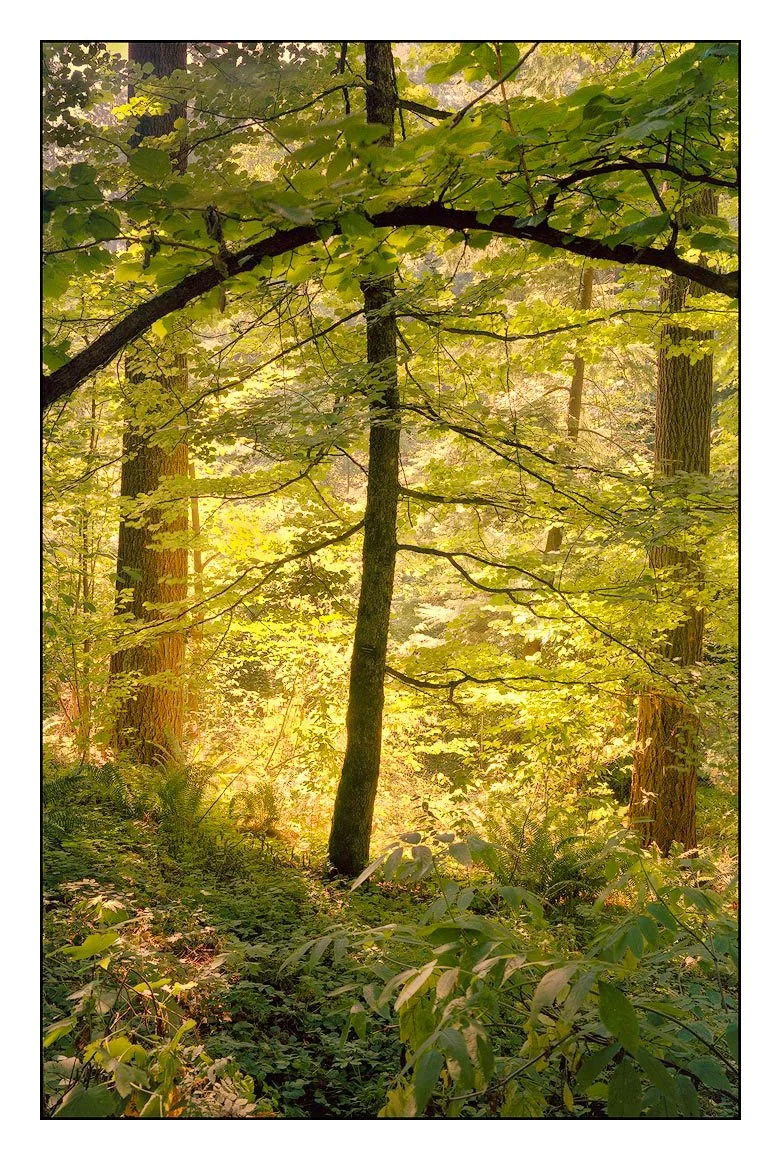 Cross Tree, Oregon Forest