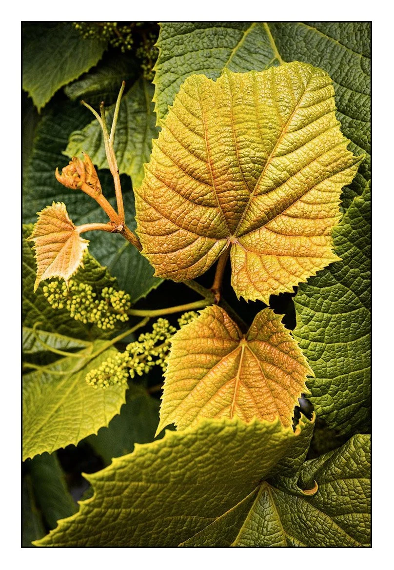 Grape Leaves, Oregon