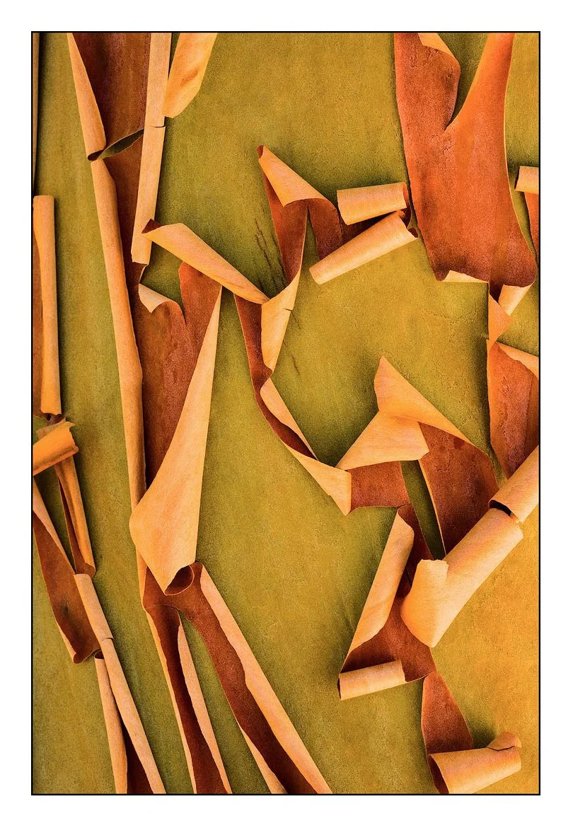 Peeling Bark, Pacific Madrone Tree