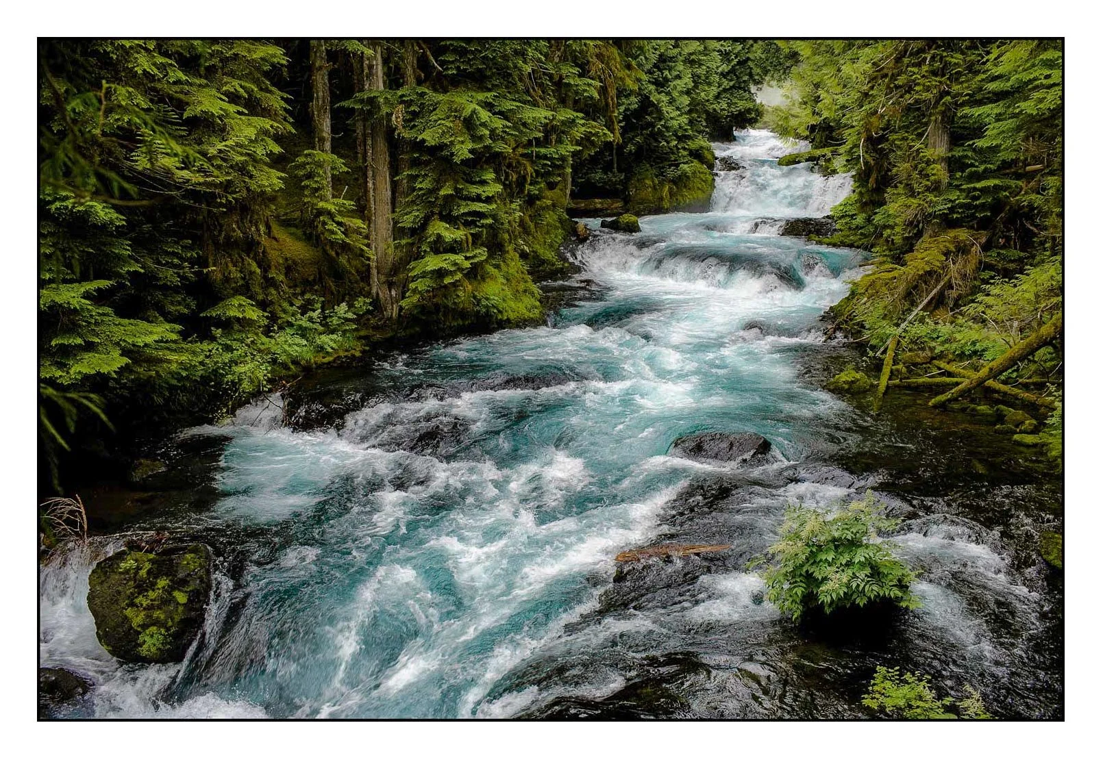McKenzie River Oregon