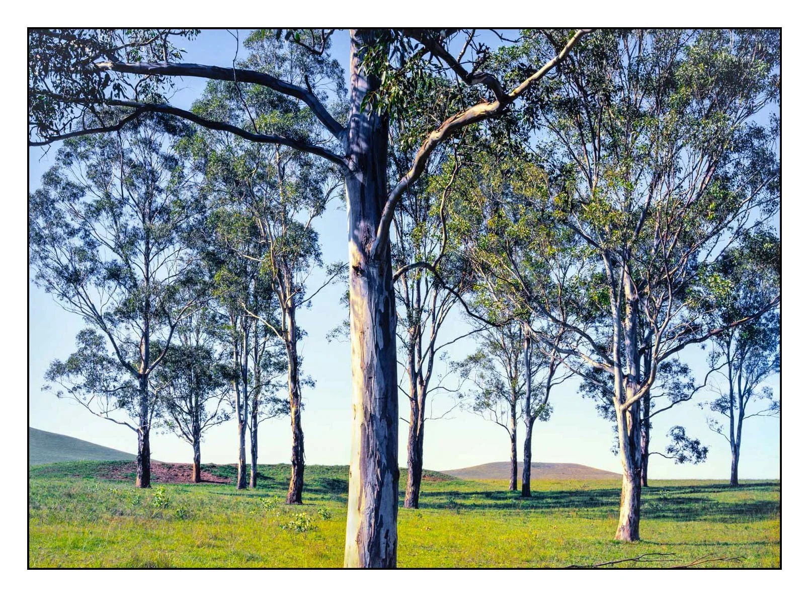 Gum Trees, Near Adelaide, Australia