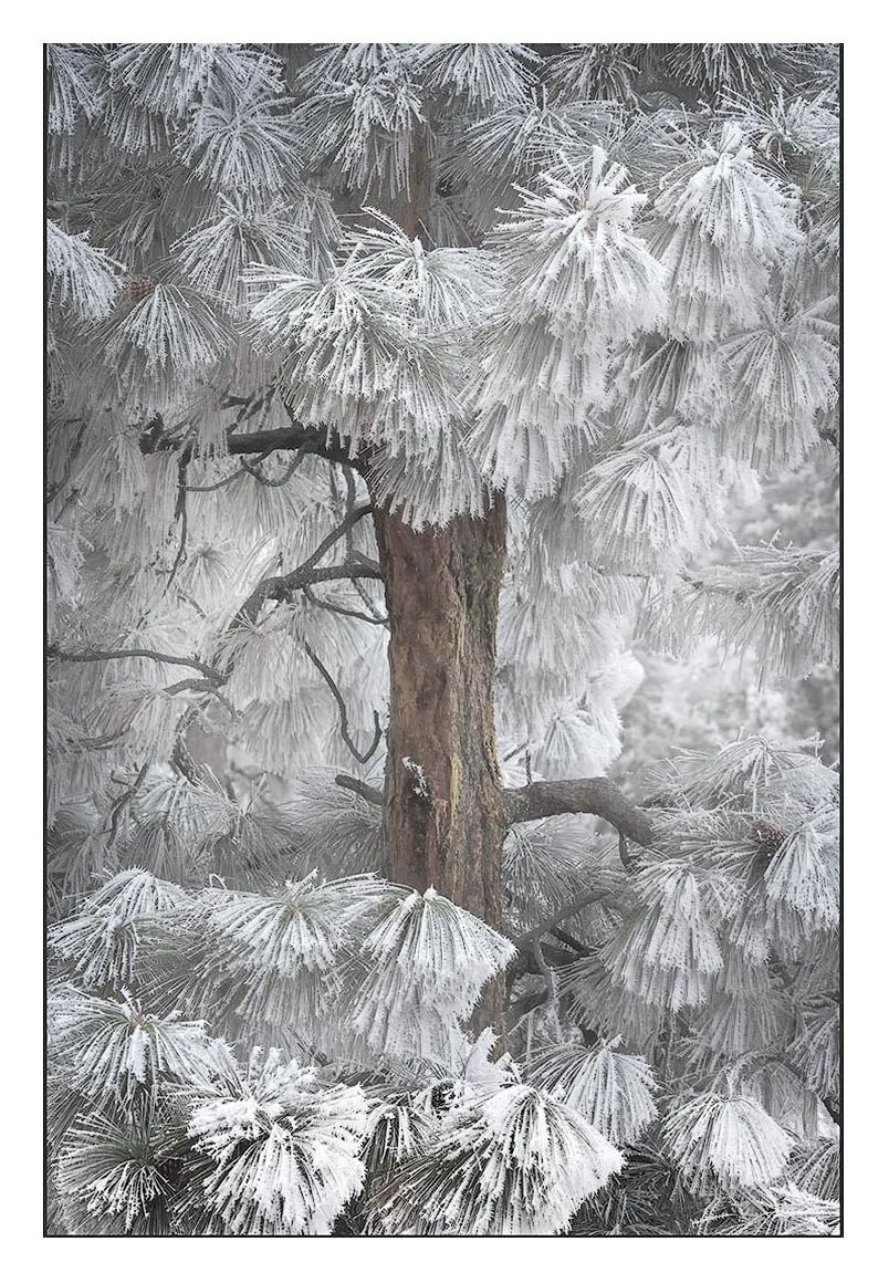 Ponderosa, Freezing Fog, Oregon