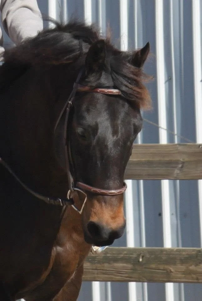 Yoga for Equestrians