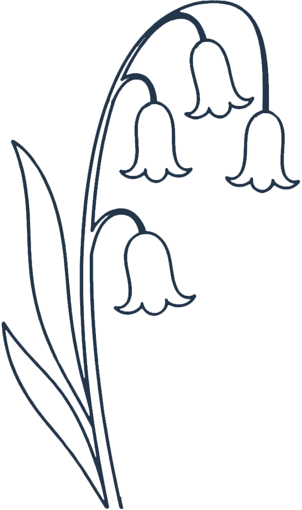 Line drawing of a bunch of bell-shaped flowers with long, narrow leaves.