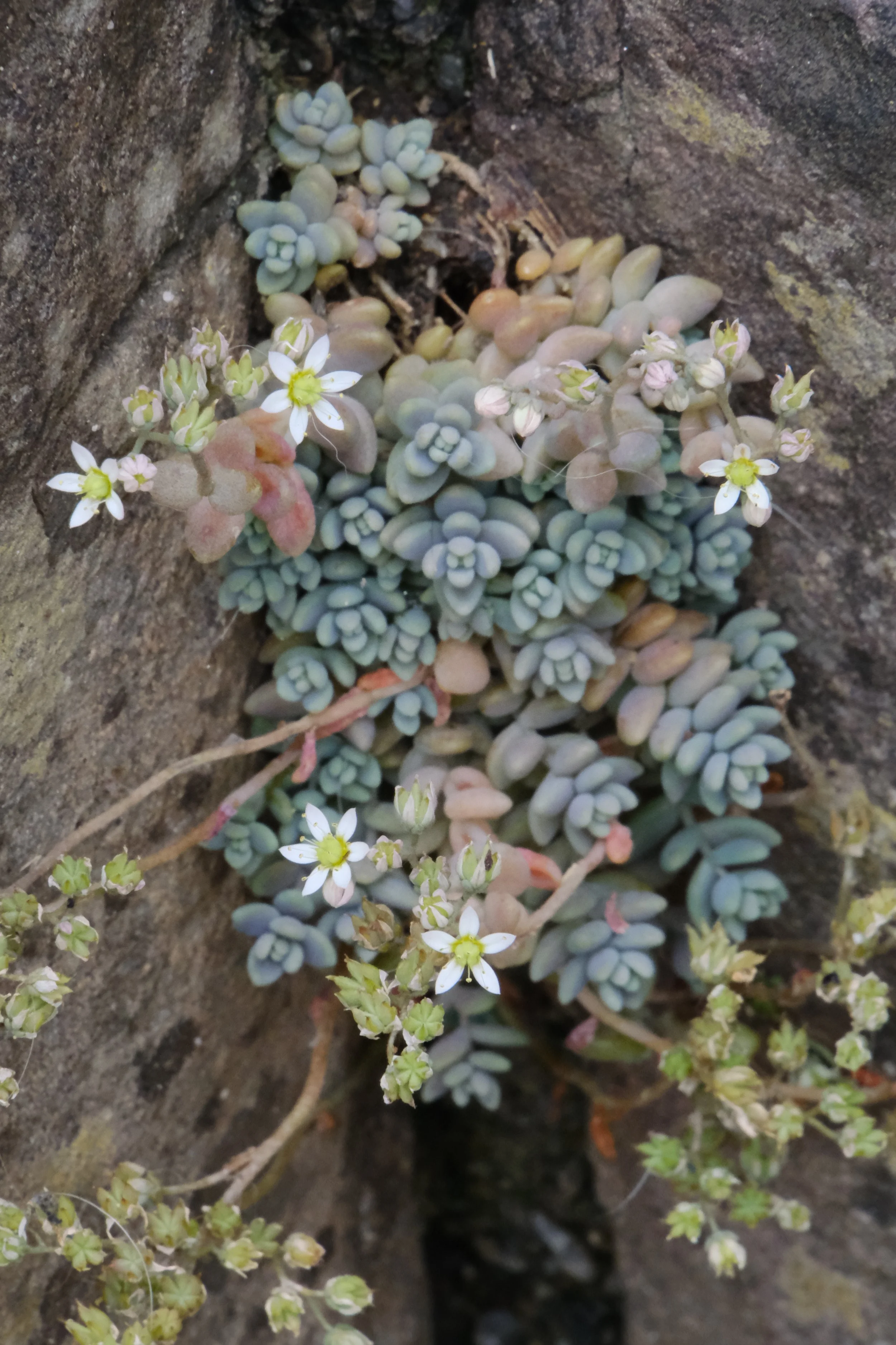 DSCF7330.JPG