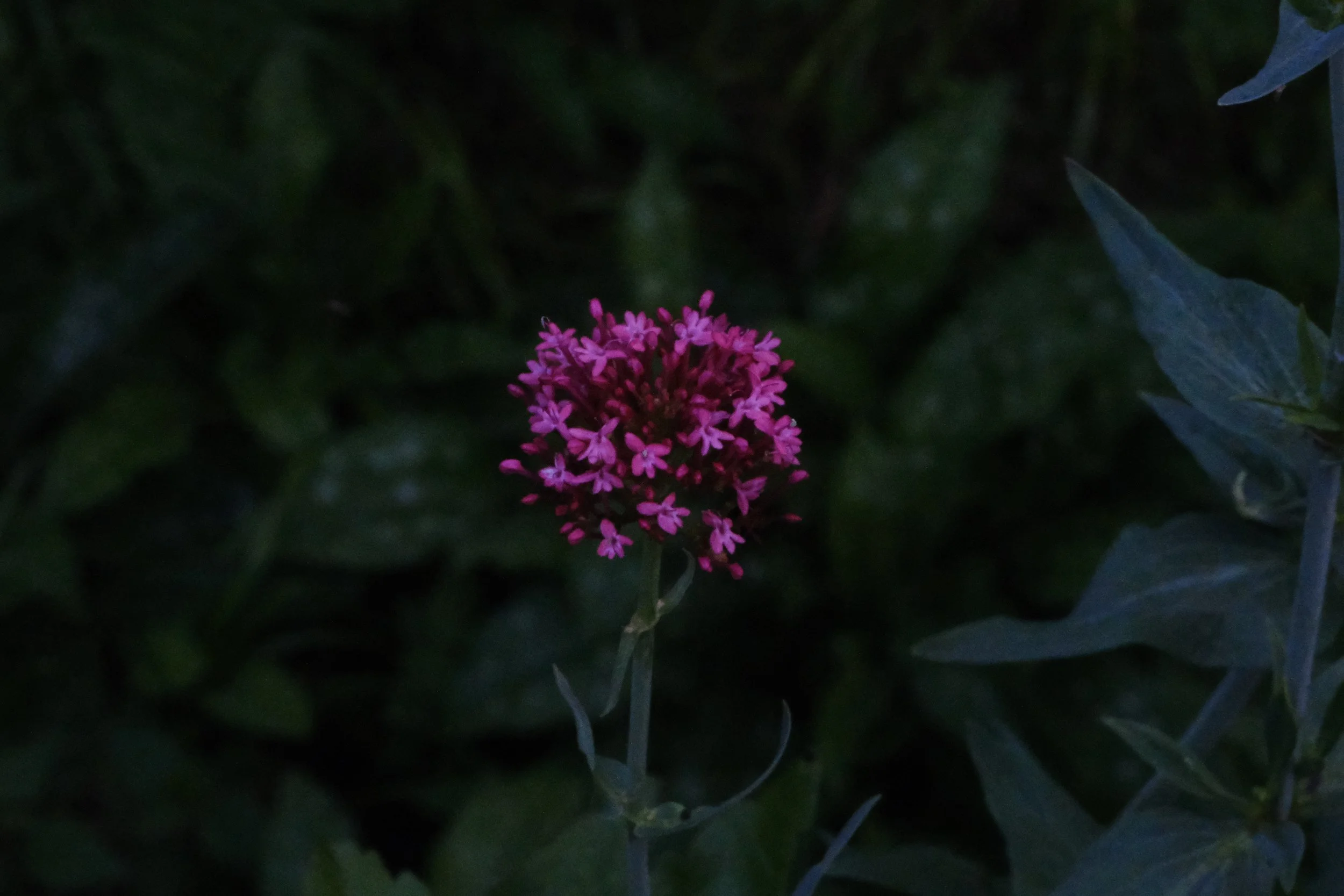 DSCF7732.JPG