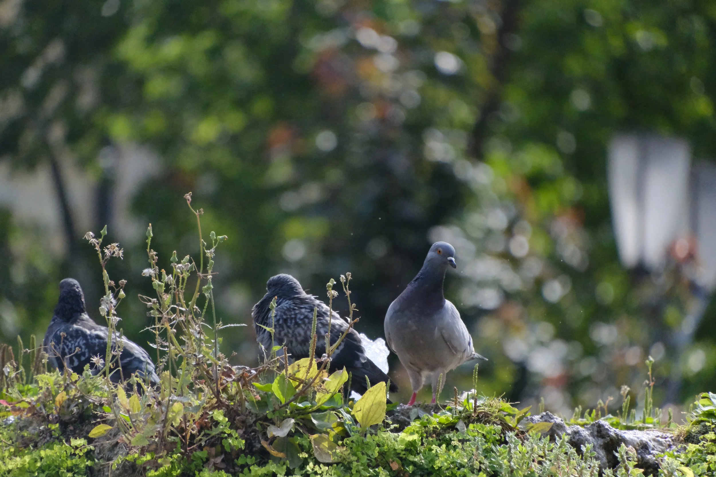 DSCF8058.JPG