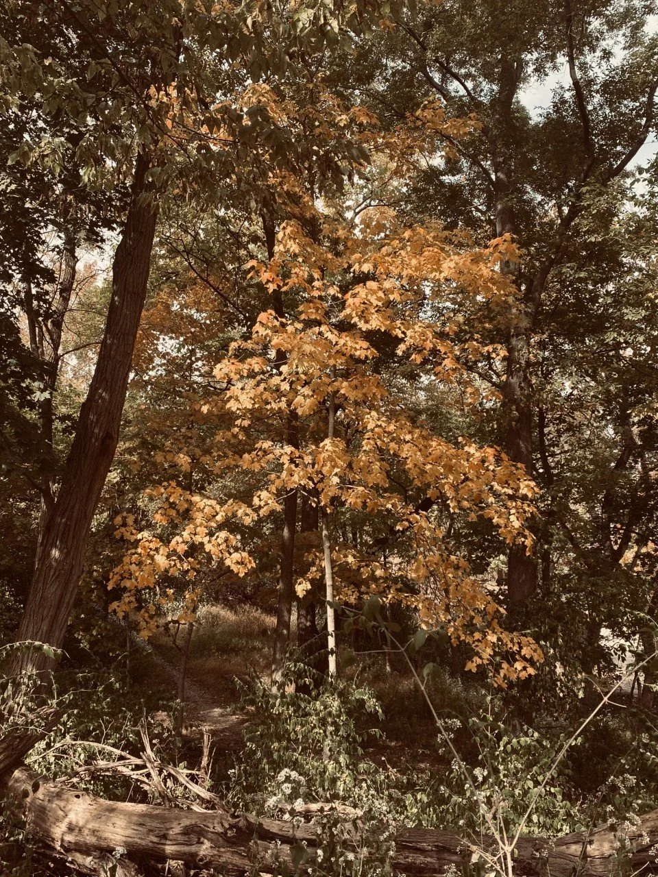 03_A wee little tree in a great big world.jpg
