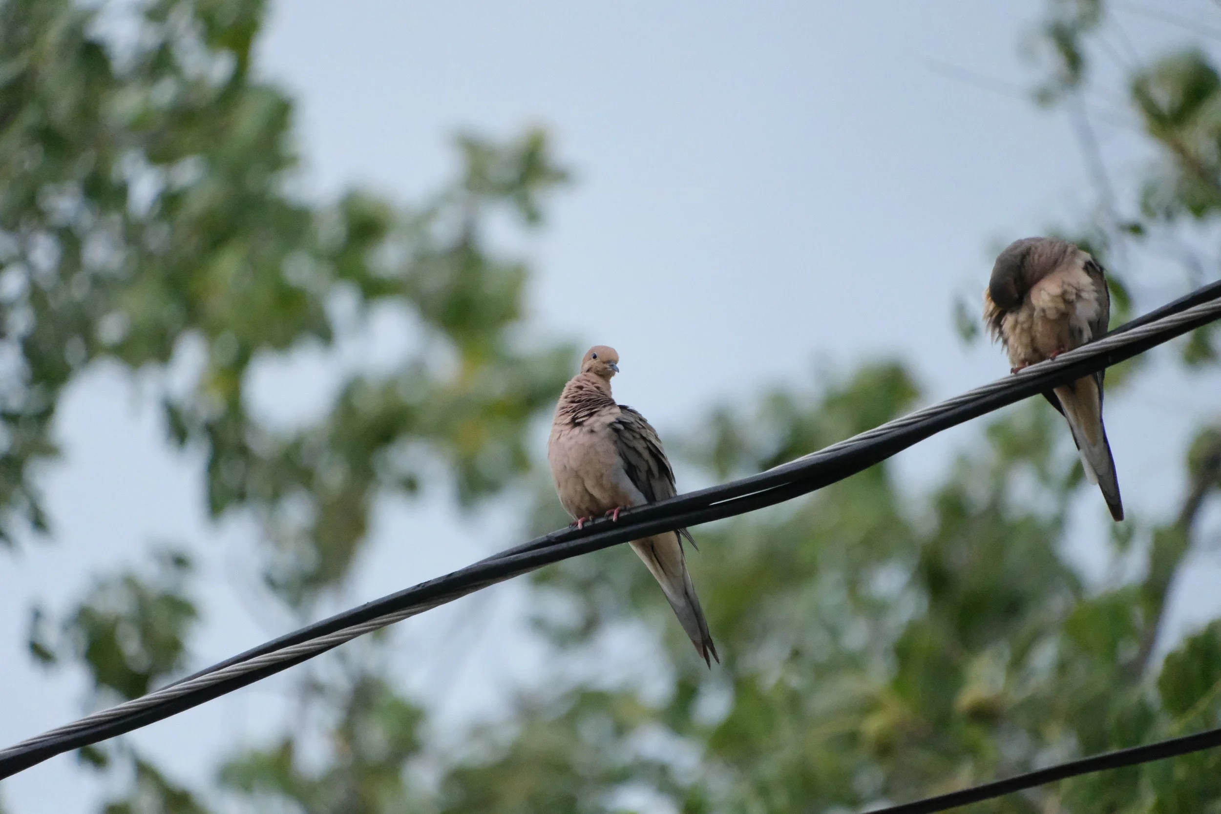 DSCF8333.JPG