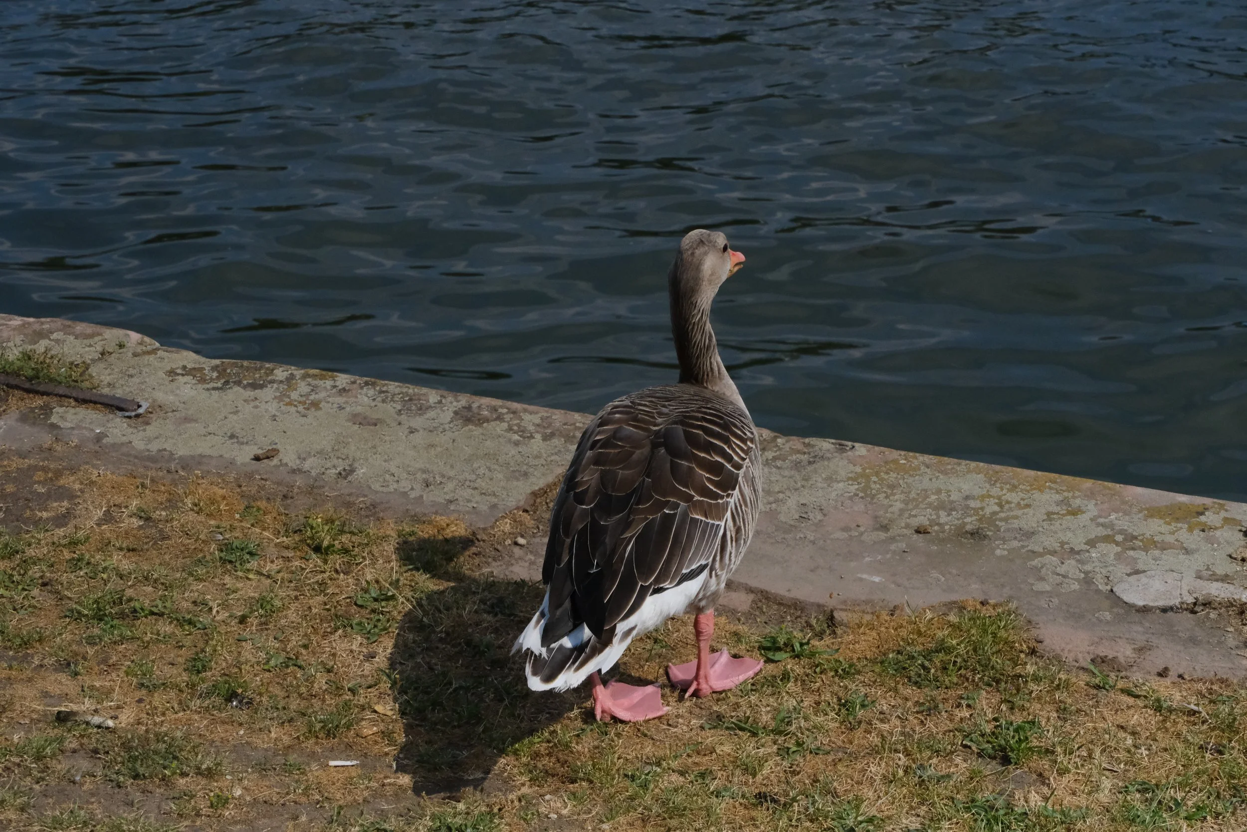 DSCF8138.JPG