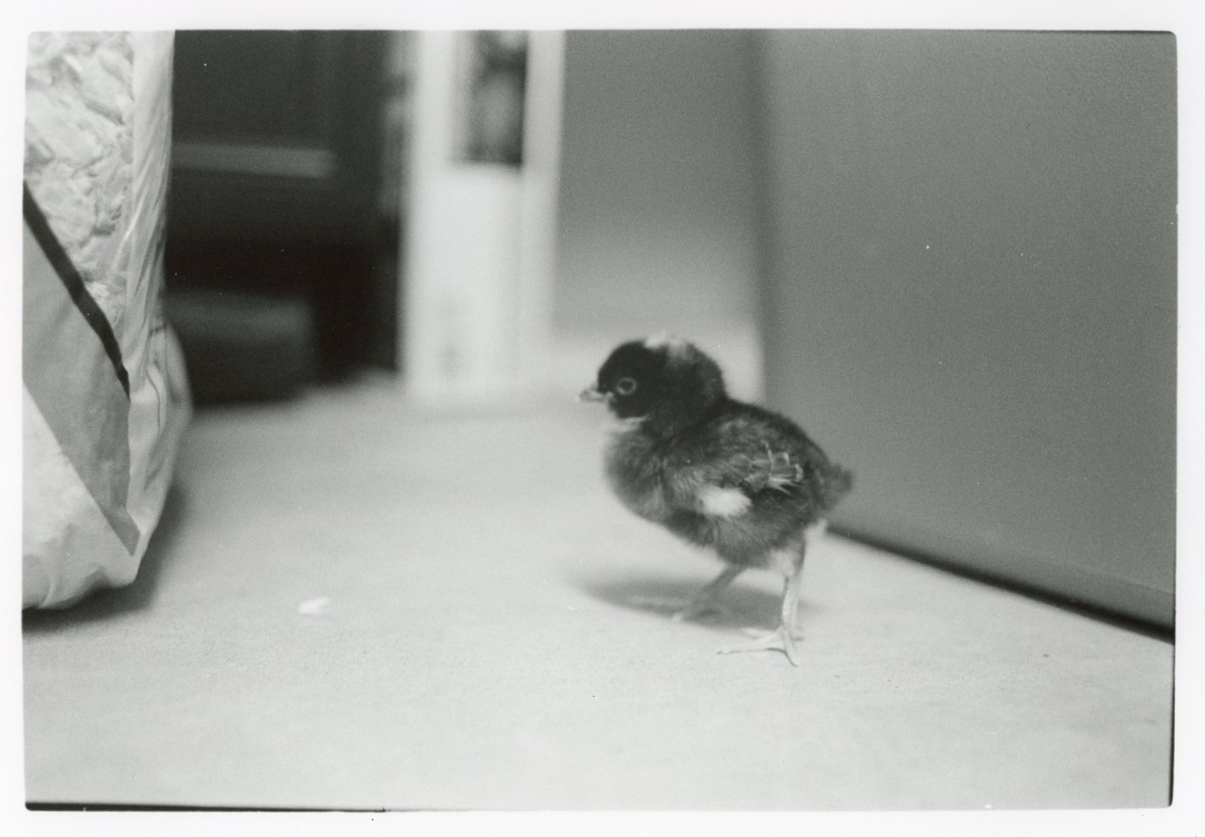 New addition to the flock.jpg