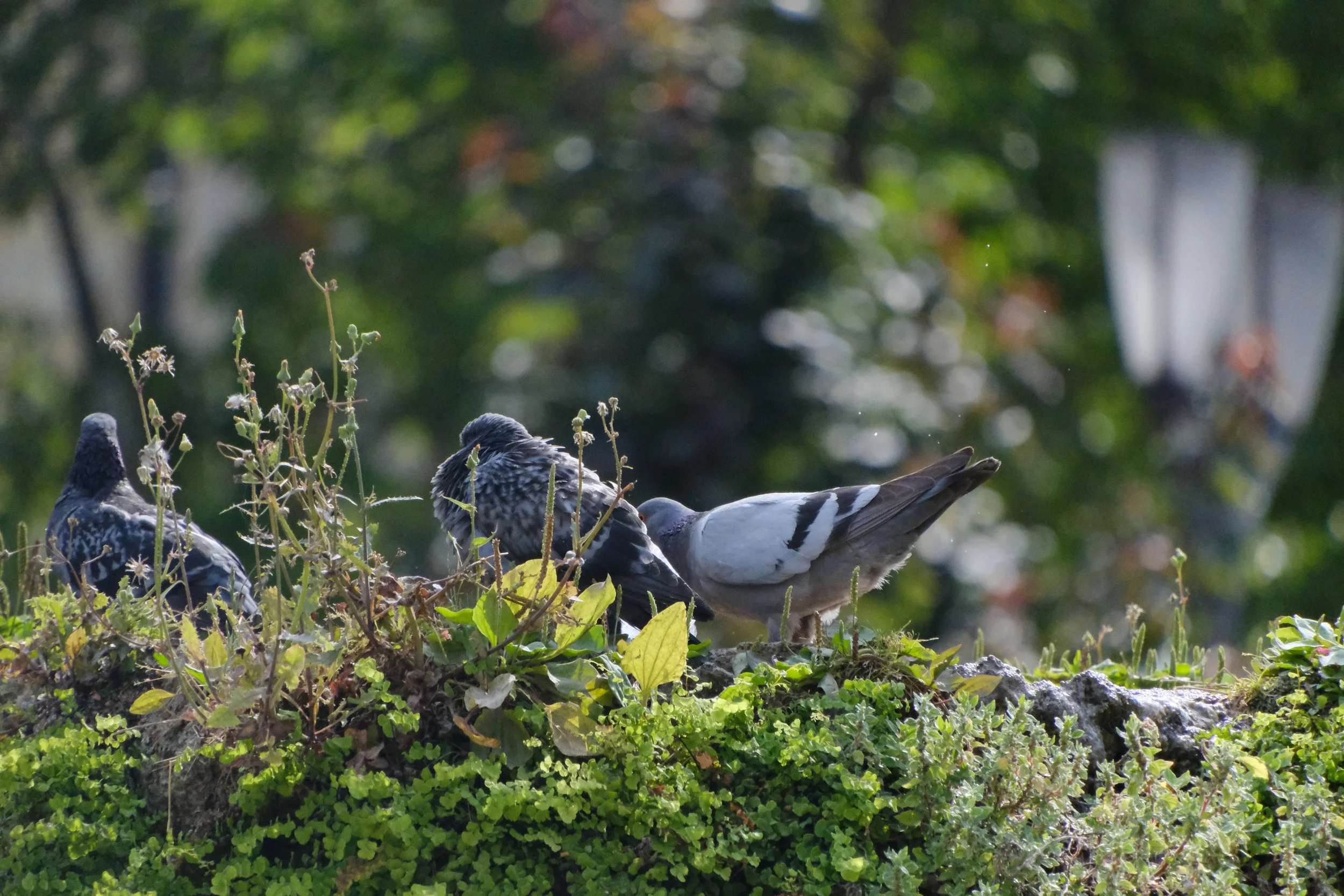 DSCF8057.JPG