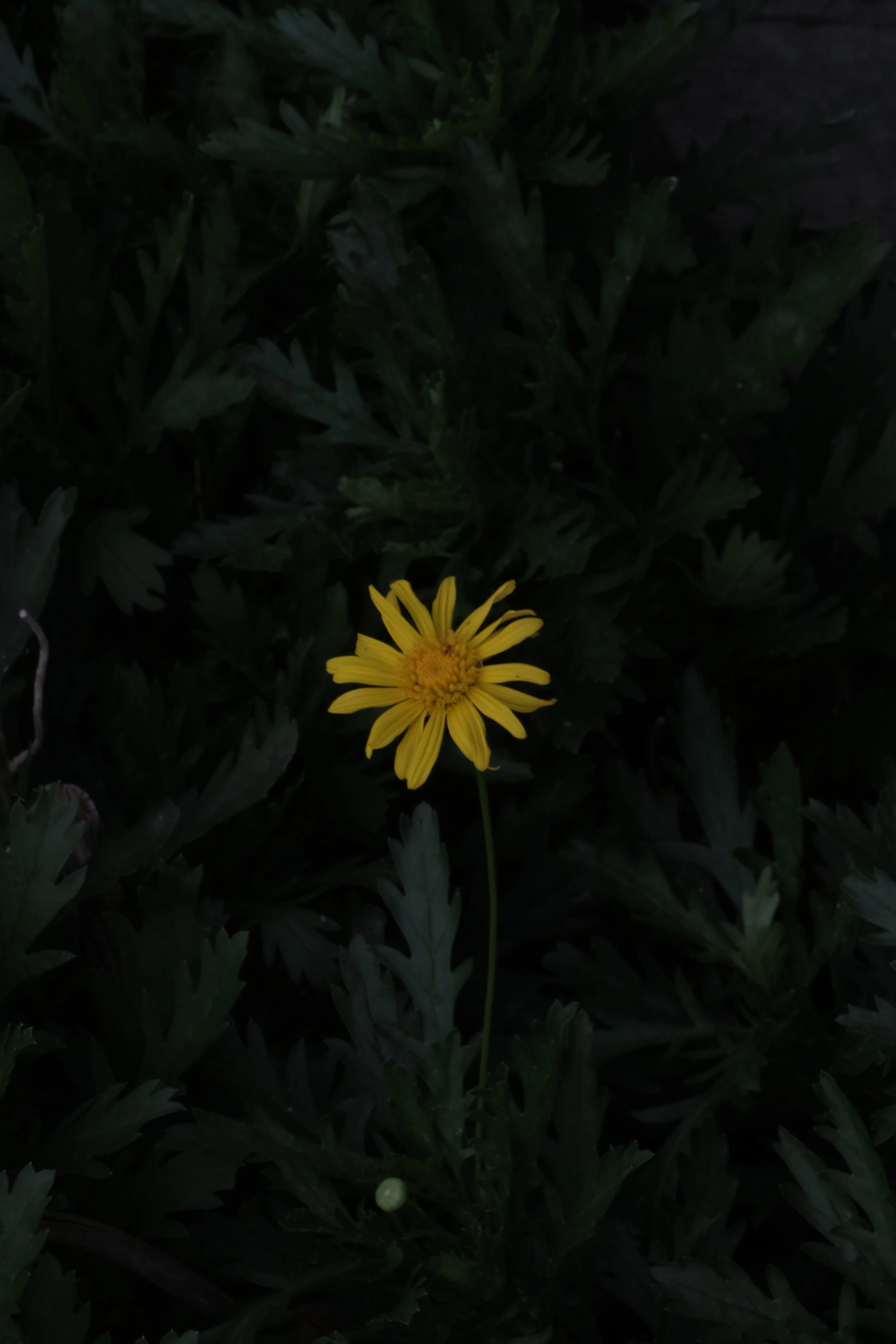 Flowers of France 1.JPG