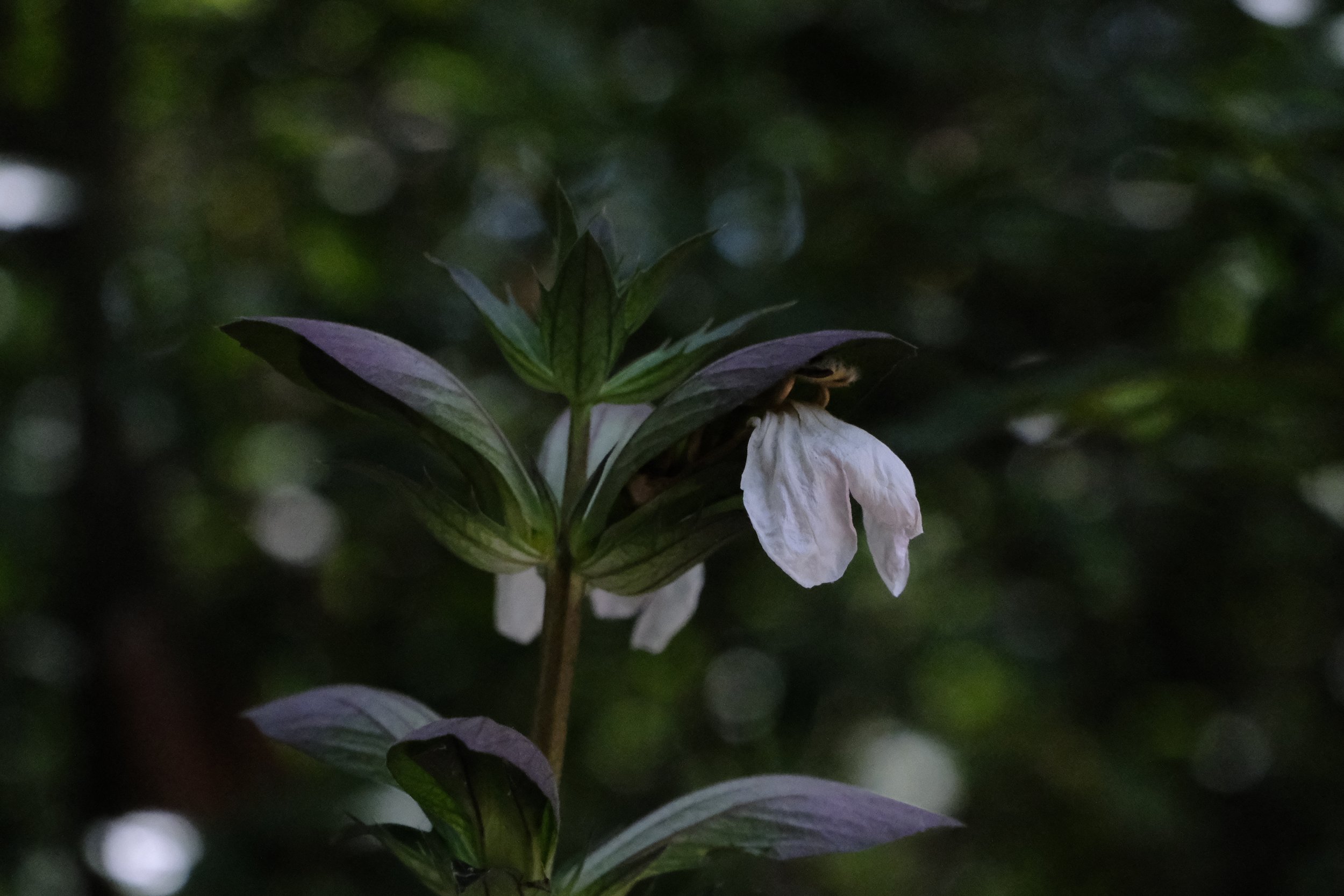 DSCF7983.JPG