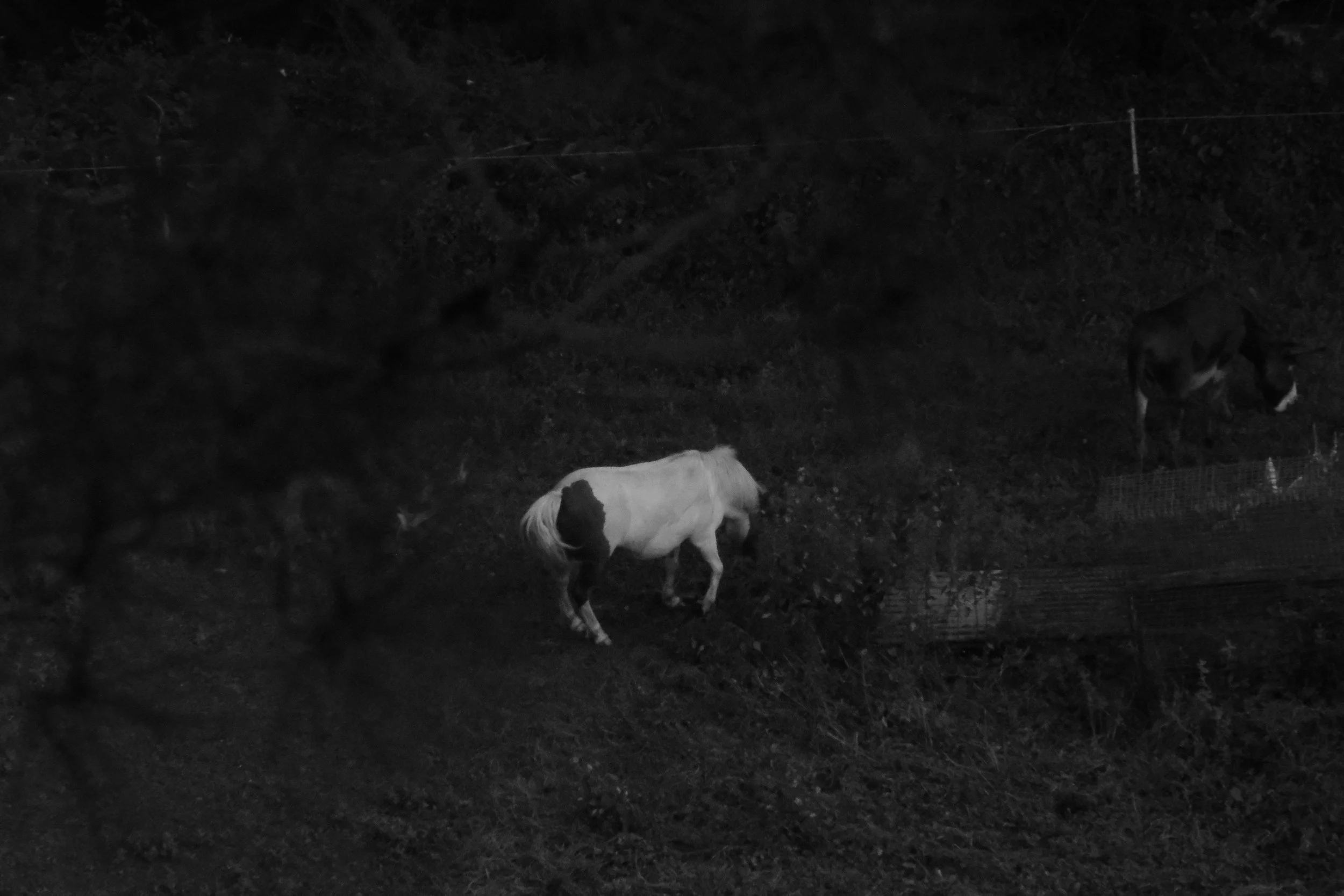Le cheval et l'âne.JPG