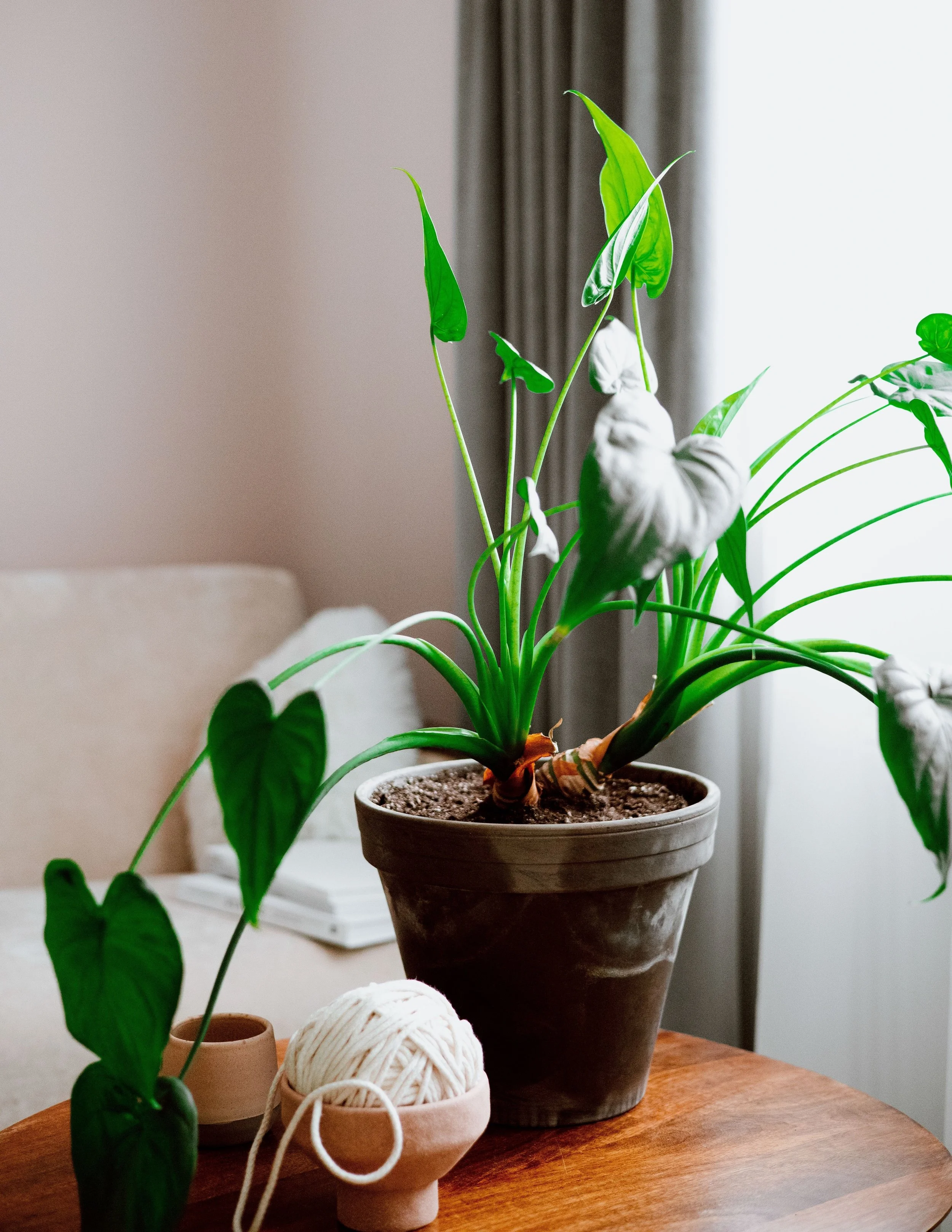 A potted indoor plant with large green leaves on a wooden table, with a ball of white yarn and a small empty pot nearby, in a room with natural light and a curtain in the background.