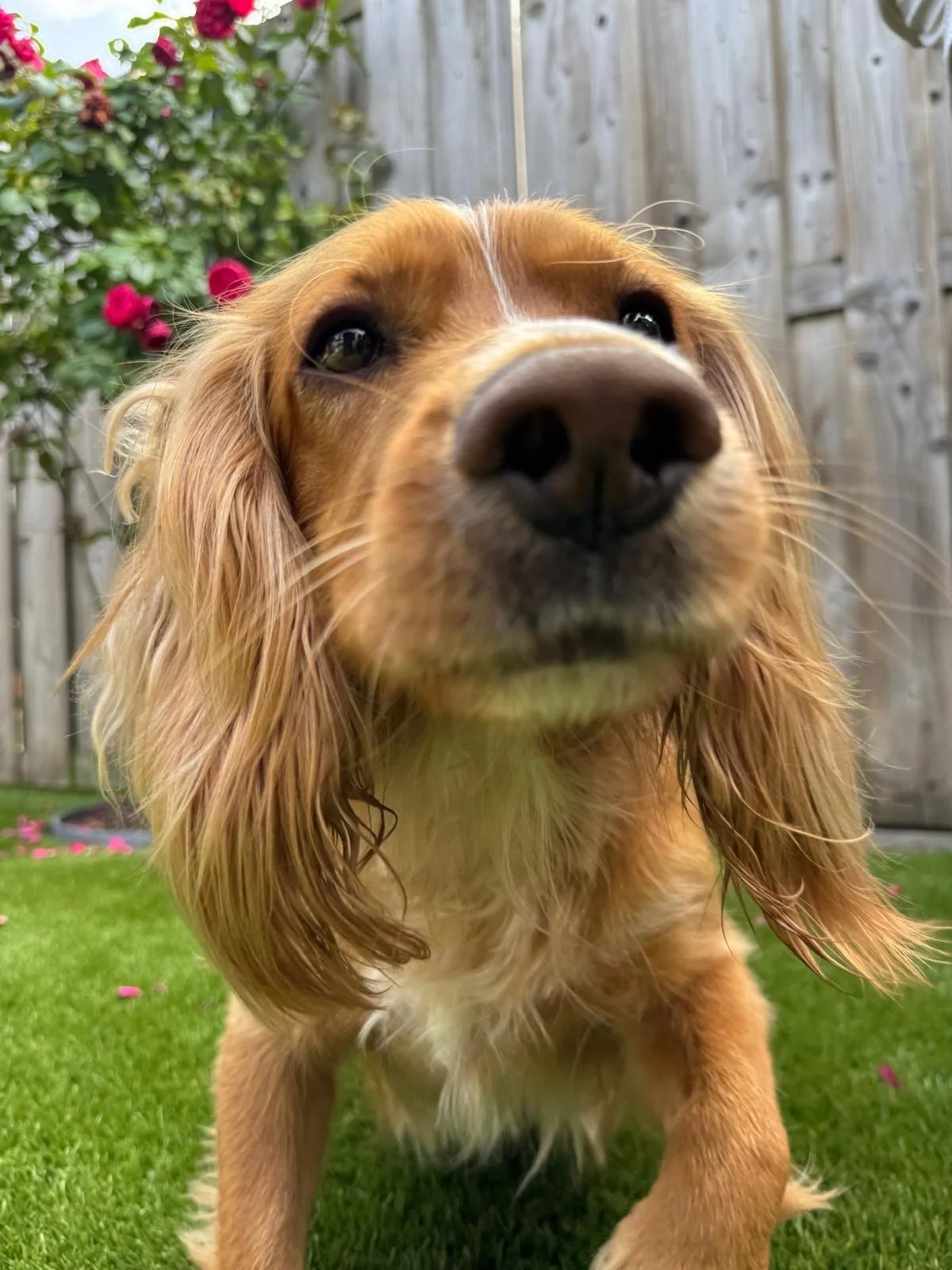 Close-up of a golden retriever dog outdoors in a backyard with a wooden fence and pink flowers in the background.