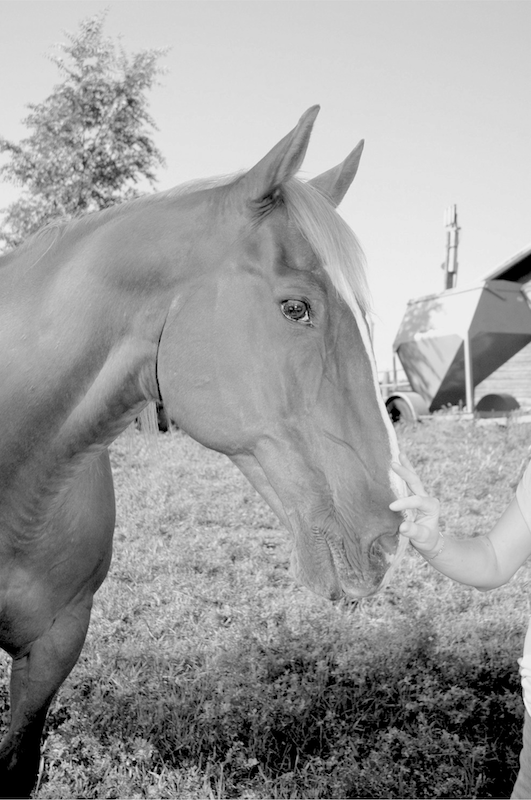 Hallie Mesersmith, LCSW, LMHP touching the nose of a horse in a grassy field, with a boat and a tree in the background.