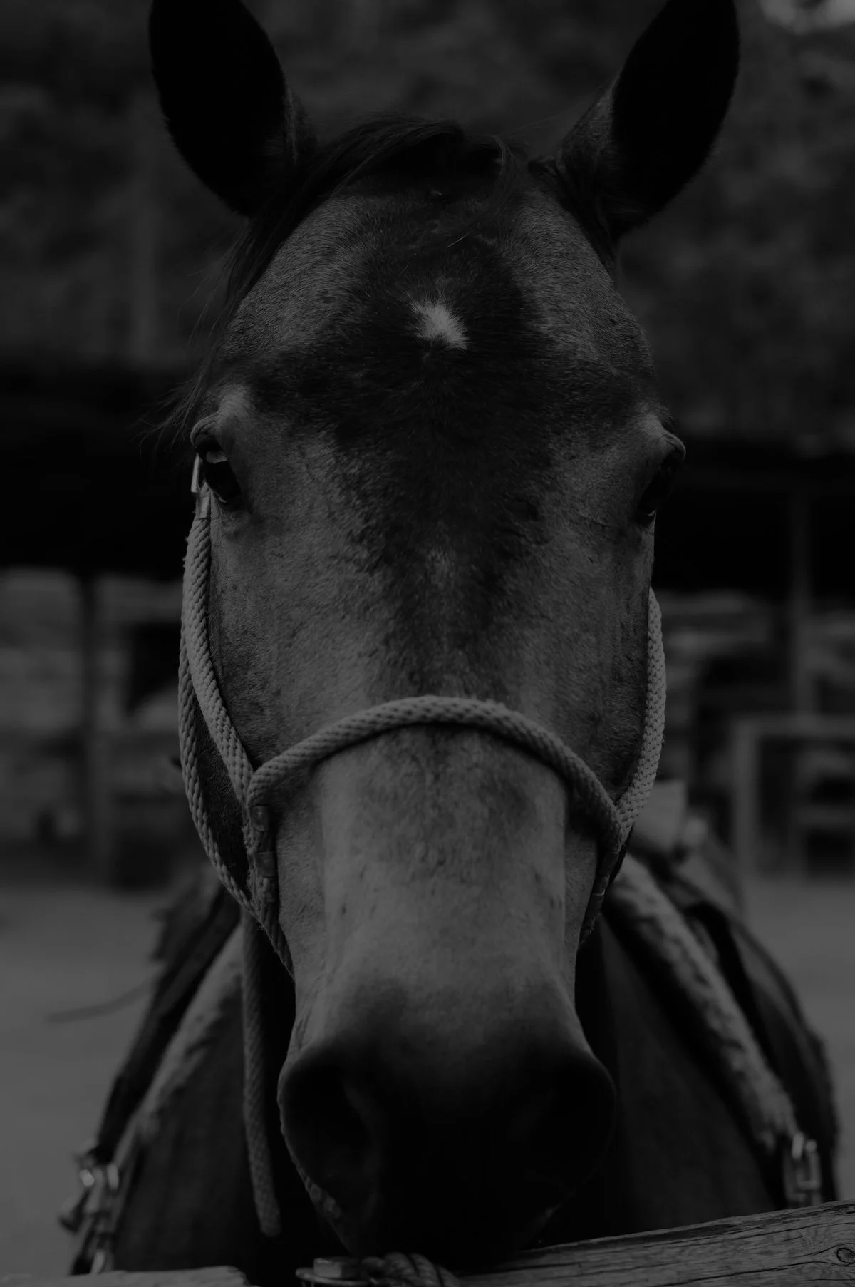 Close-up of a horse's face in black and white, with a halter around its nose, standing outdoors.