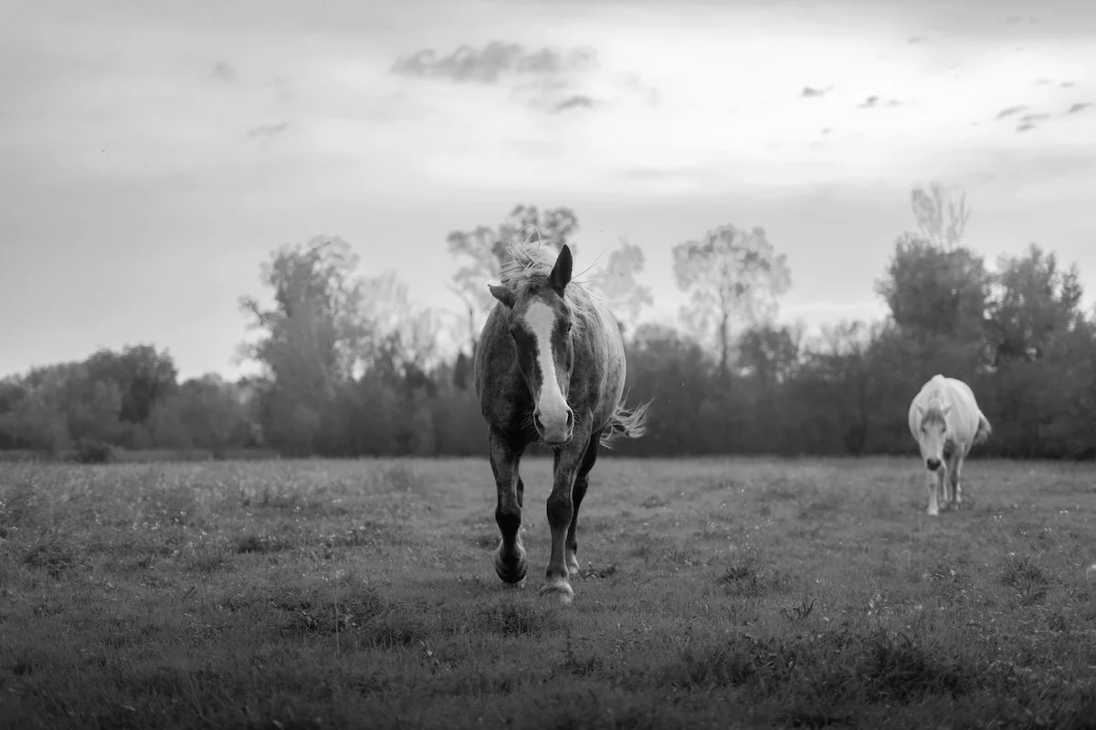 A black and white photo of two horses in a field with trees in the background. One horse is approaching the camera, while the other is walking away.
