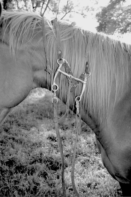 Close-up of a horse with a bridle and reins, standing outdoors on grass.
