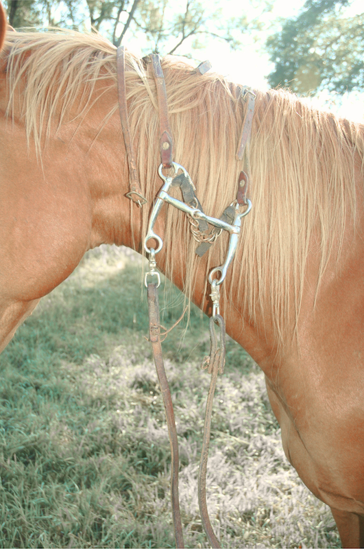 Close-up of a light brown horse with a blond mane wearing a bridle and reins outdoors on grass with trees in the background.