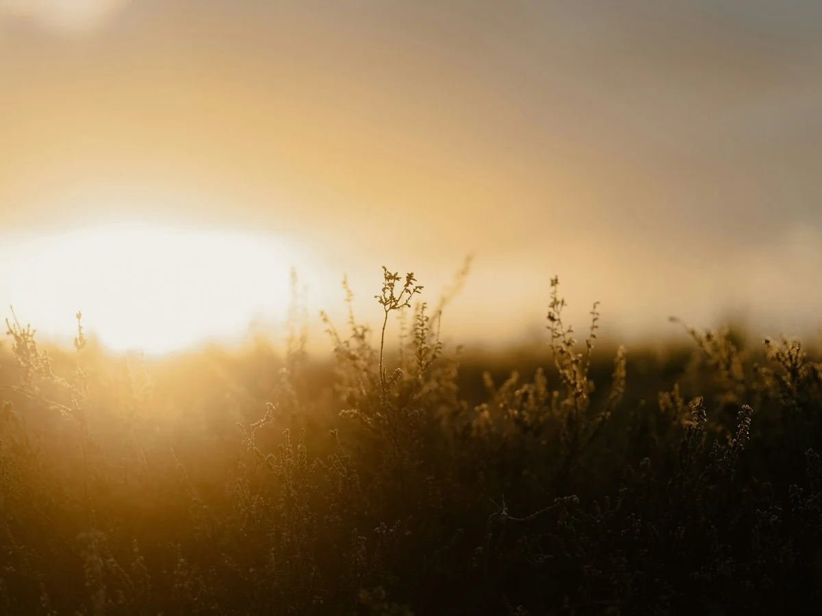 Sunset over a field with dry plants in the foreground