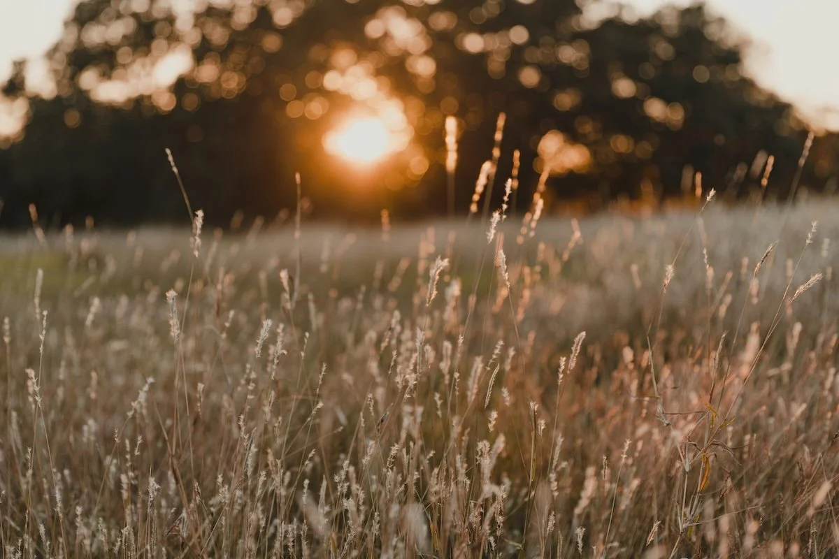 Sunset over a field of tall grass with blurred trees in the background