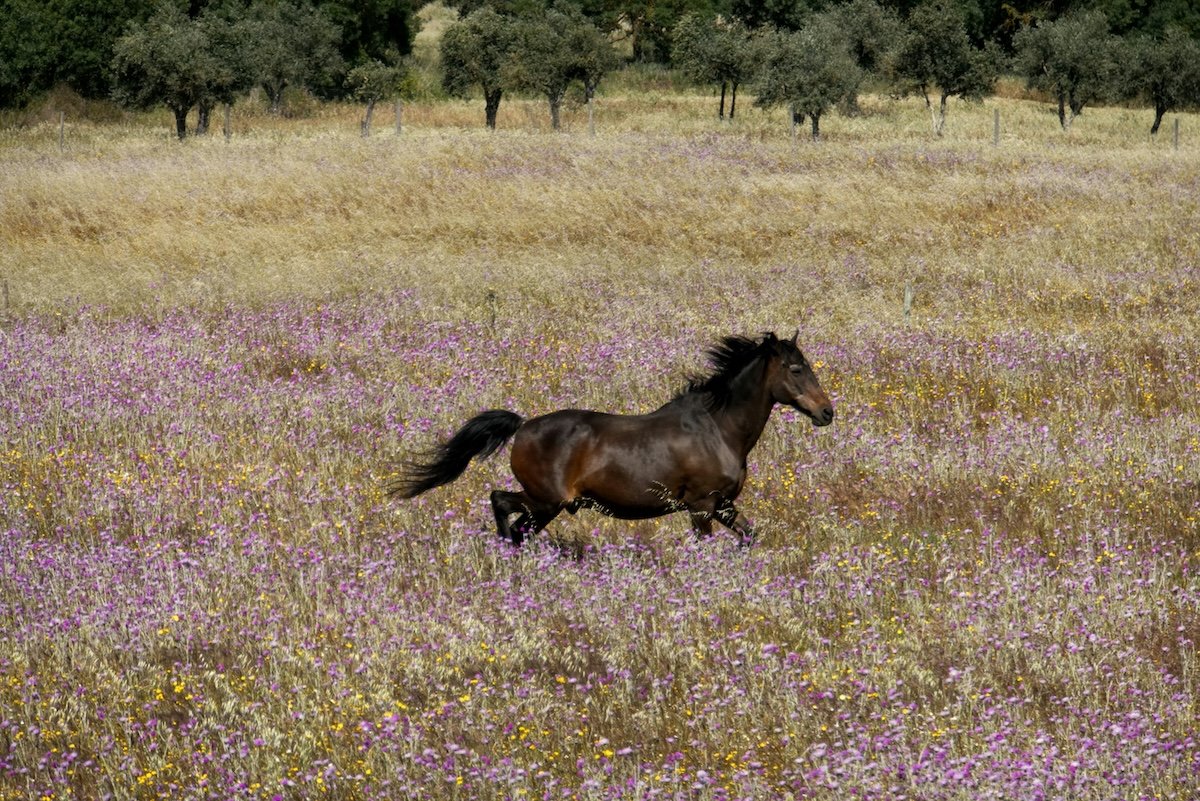 A brown horse running through a field of wildflowers with purple and yellow blooms, and trees in the background.
