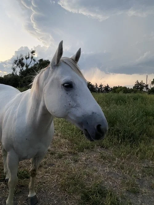 A white horse standing on green grass with a cloudy sky and trees in the background.