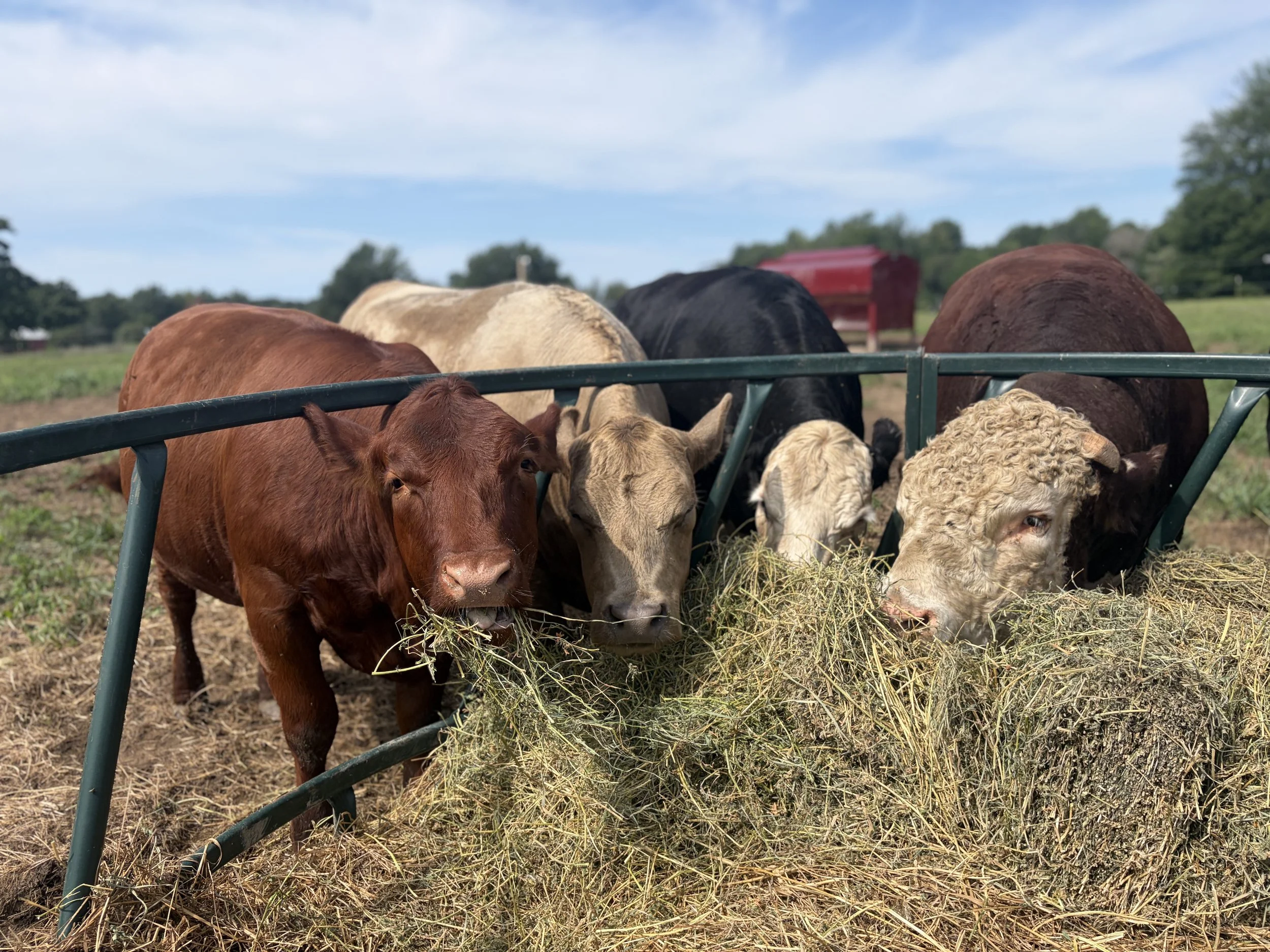 Beef Share