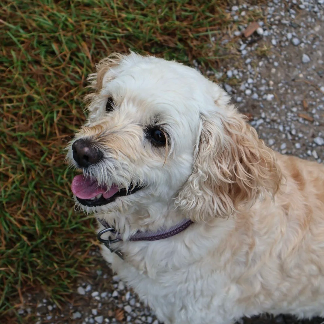 Picture of small dog