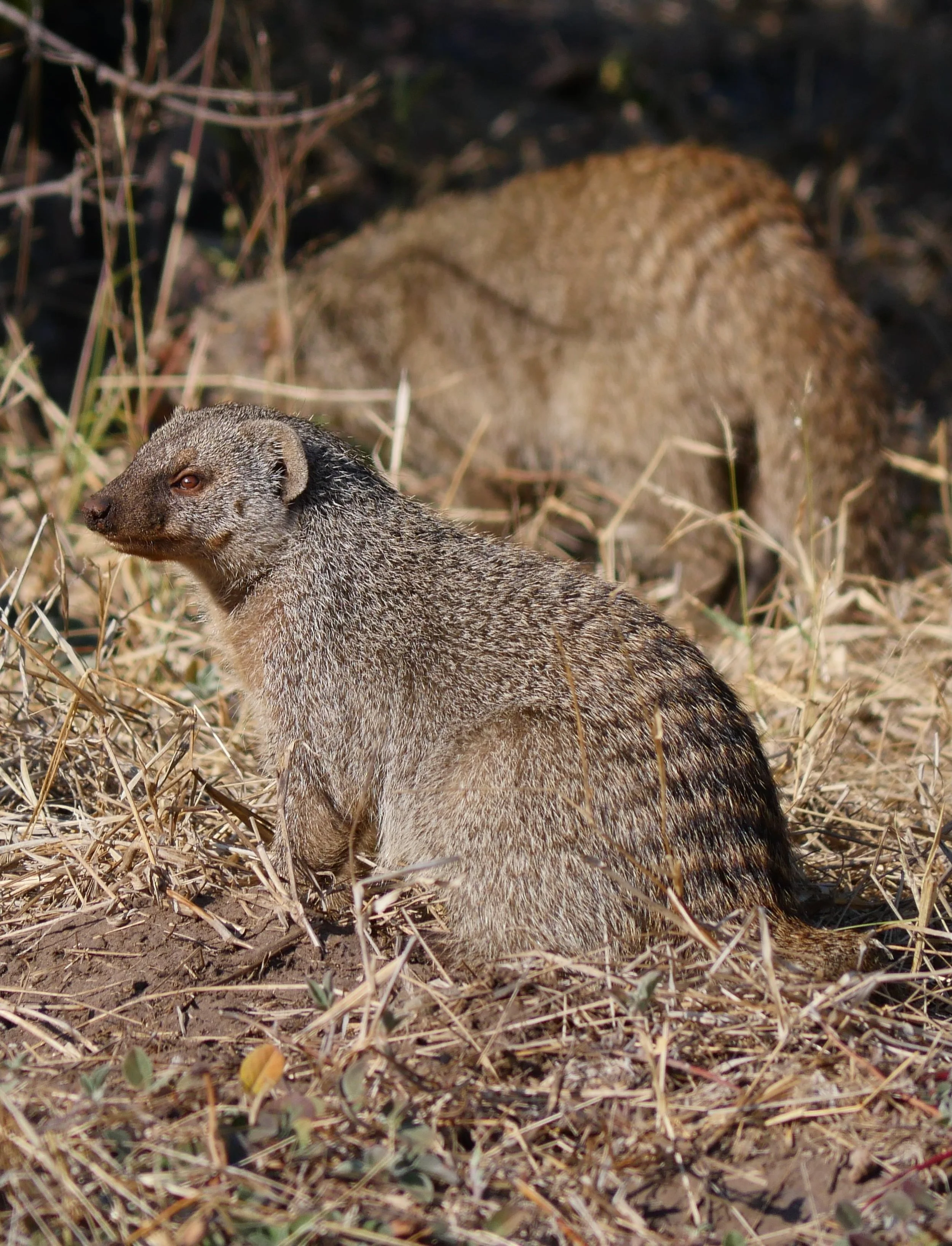 Mondays are for Mongoose 🌞

#botswana #africa #safari #wildlife #mongoose