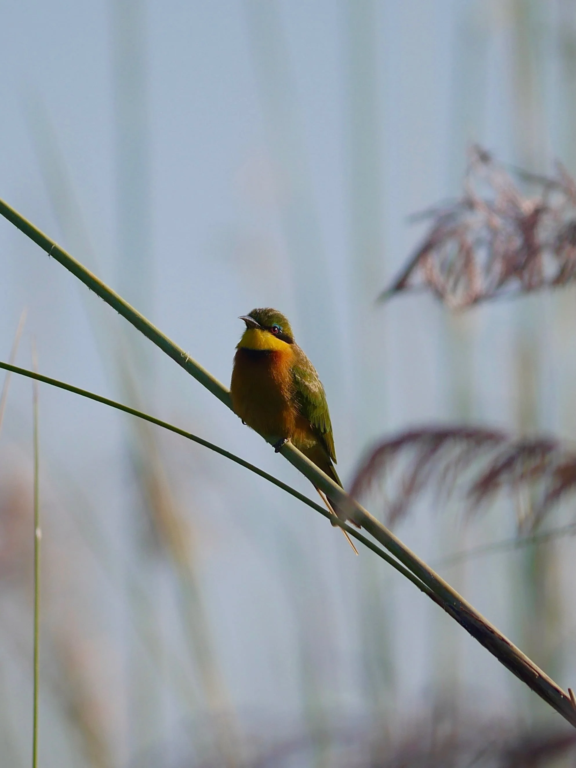 Happy Friday - bringing you an African green bee-eater today. We saw a fair few of these pretty birds among the reeds of the Okavango delta, tiny yet colourful! 

#botswana #africa #wildlife #birdphotograph&yacute; #safari