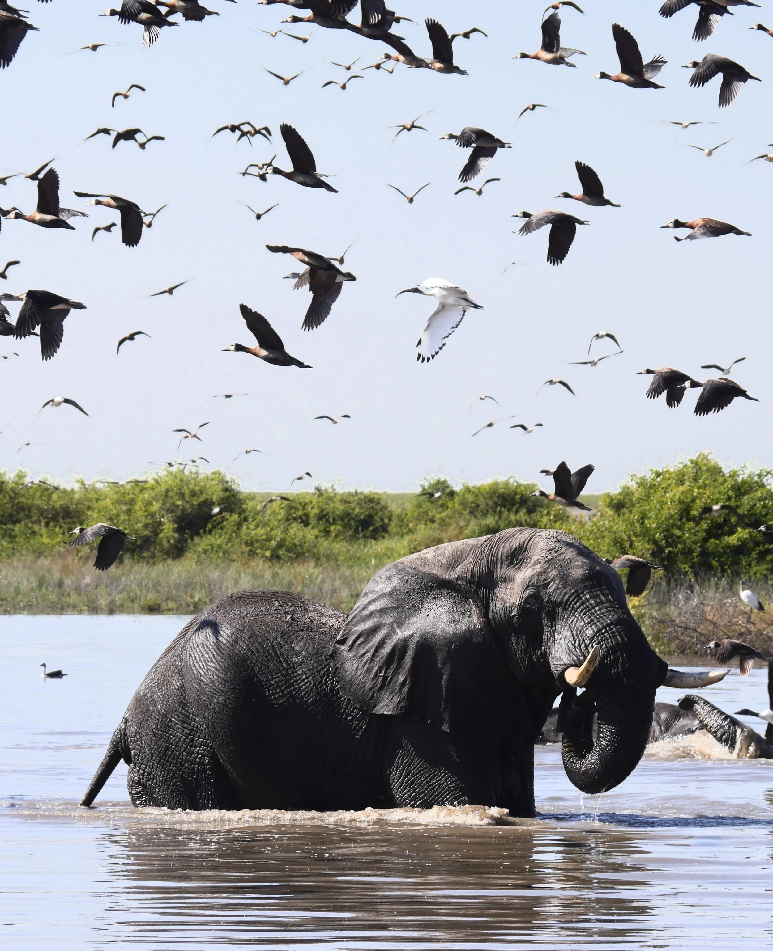 I&rsquo;ve lost count of how many species are in this swarm! The elephants didn&rsquo;t seem to mind however. 

#botswana #africa #elephant #wildlifephotography #birdphotograph&yacute;