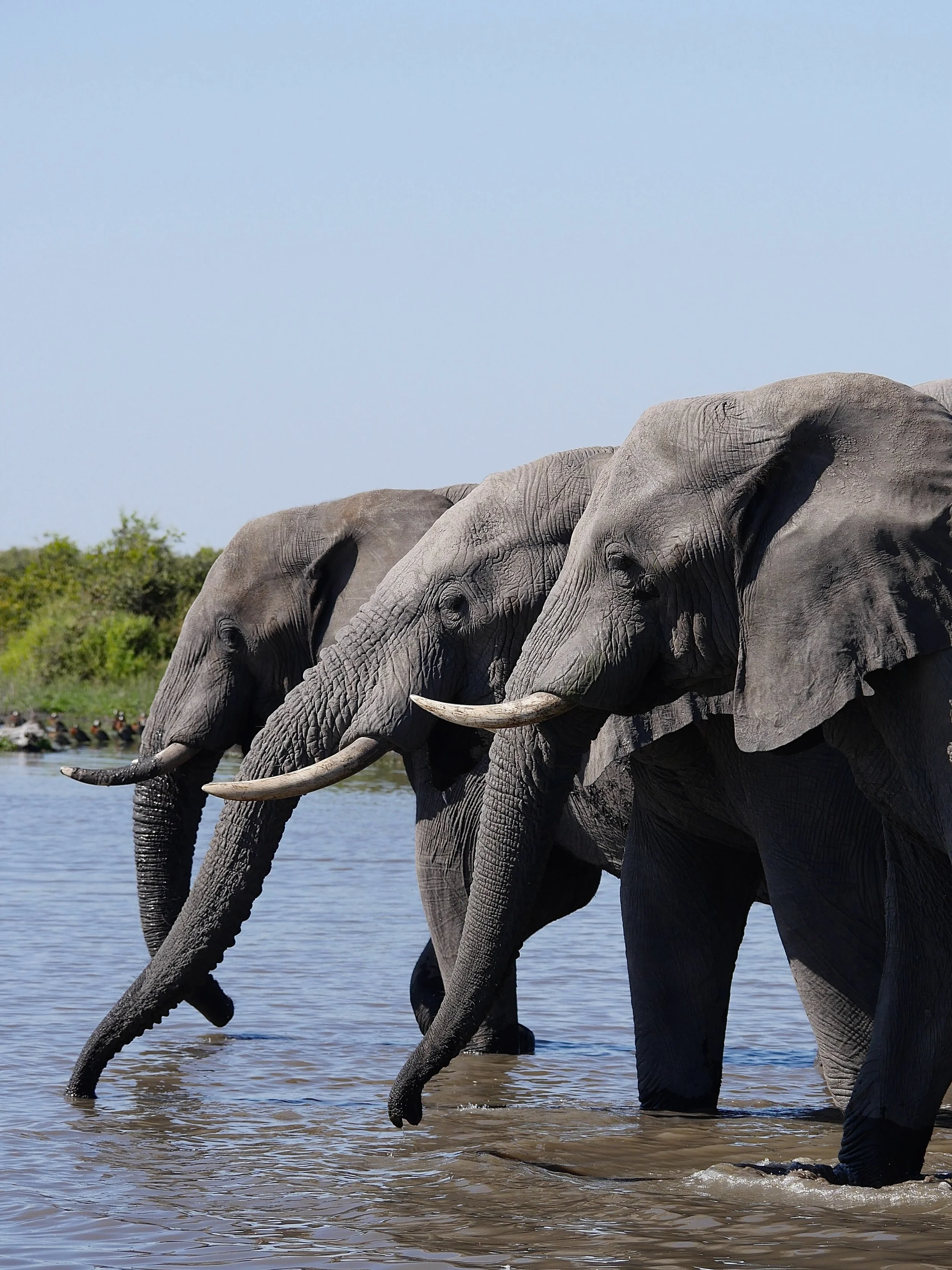A trio of ellys to switch things up! Always in for a great time when you find elephants and a watering hole. 

#botswana #africa #safari #elephant #wildlifephotography