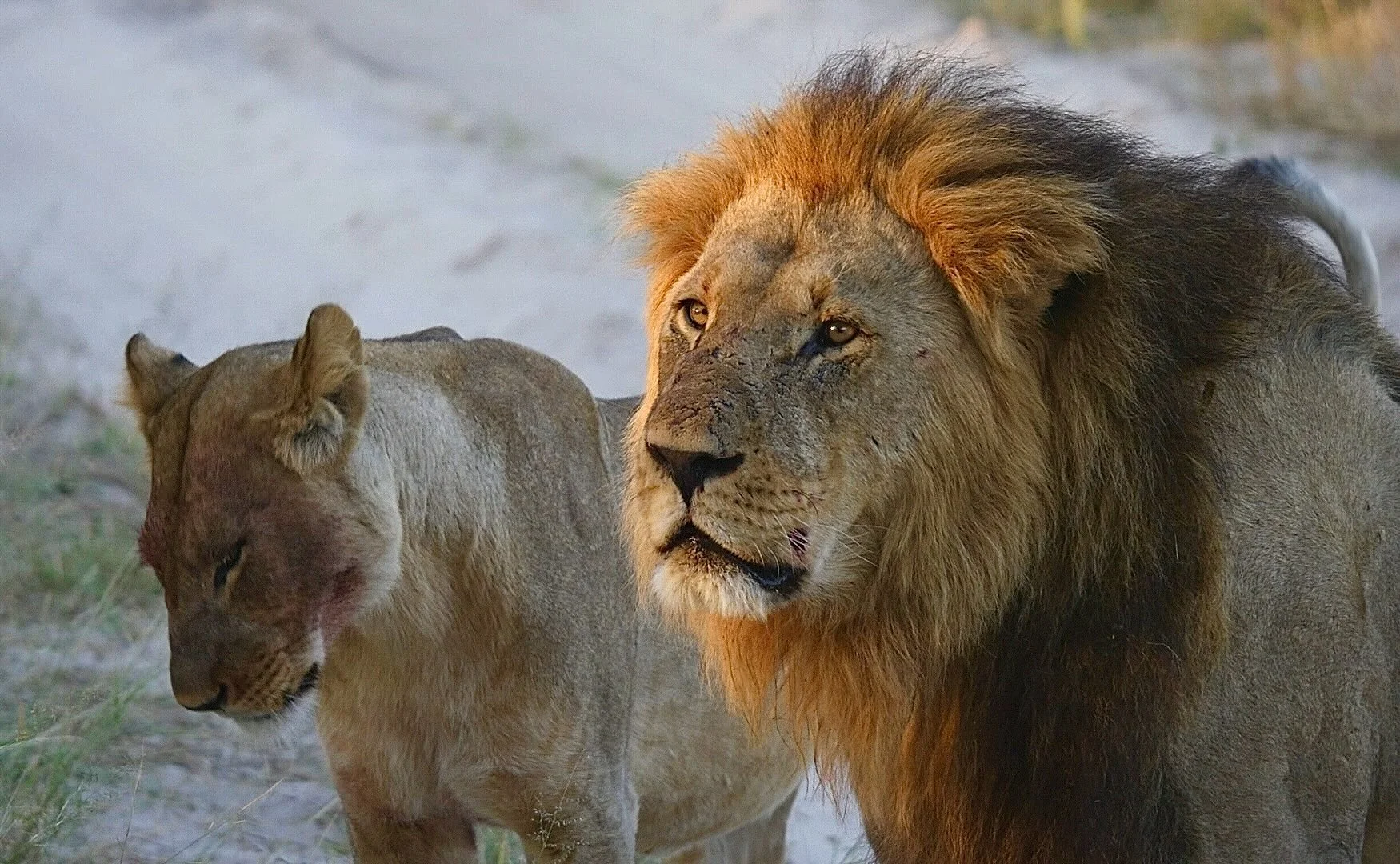 This pair lay down right by our vehicle for a while.

#botswana #africa #wildlife #safari #bigcats
