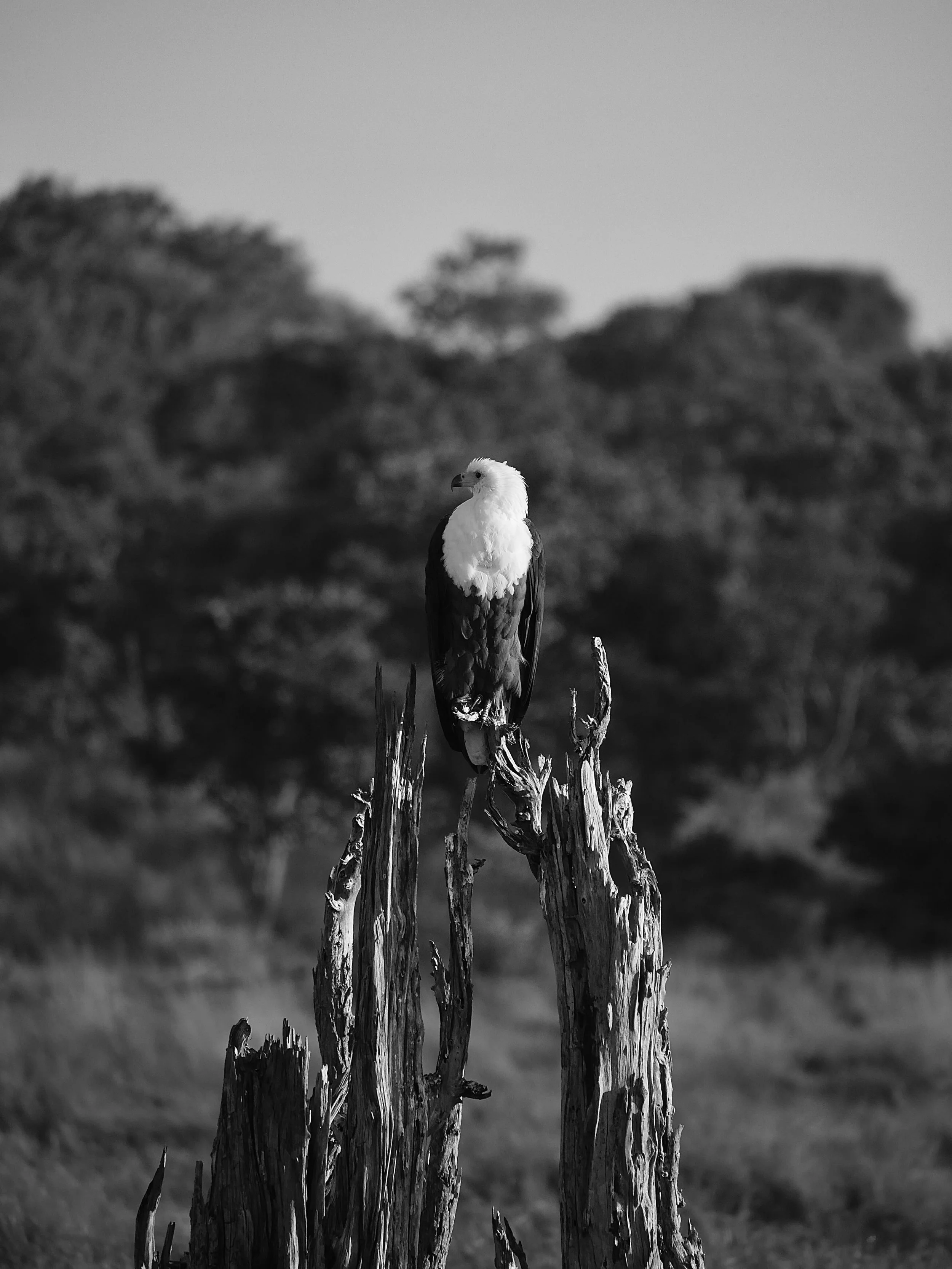 African Fish Eagle. Living near large inland rivers, lakes, and coastal wetlands across sub-Saharan Africa.

Not usually a mono photo fan but I do like this. 

#africa #wildlife #fisheagle #botswana #birdsofafrica