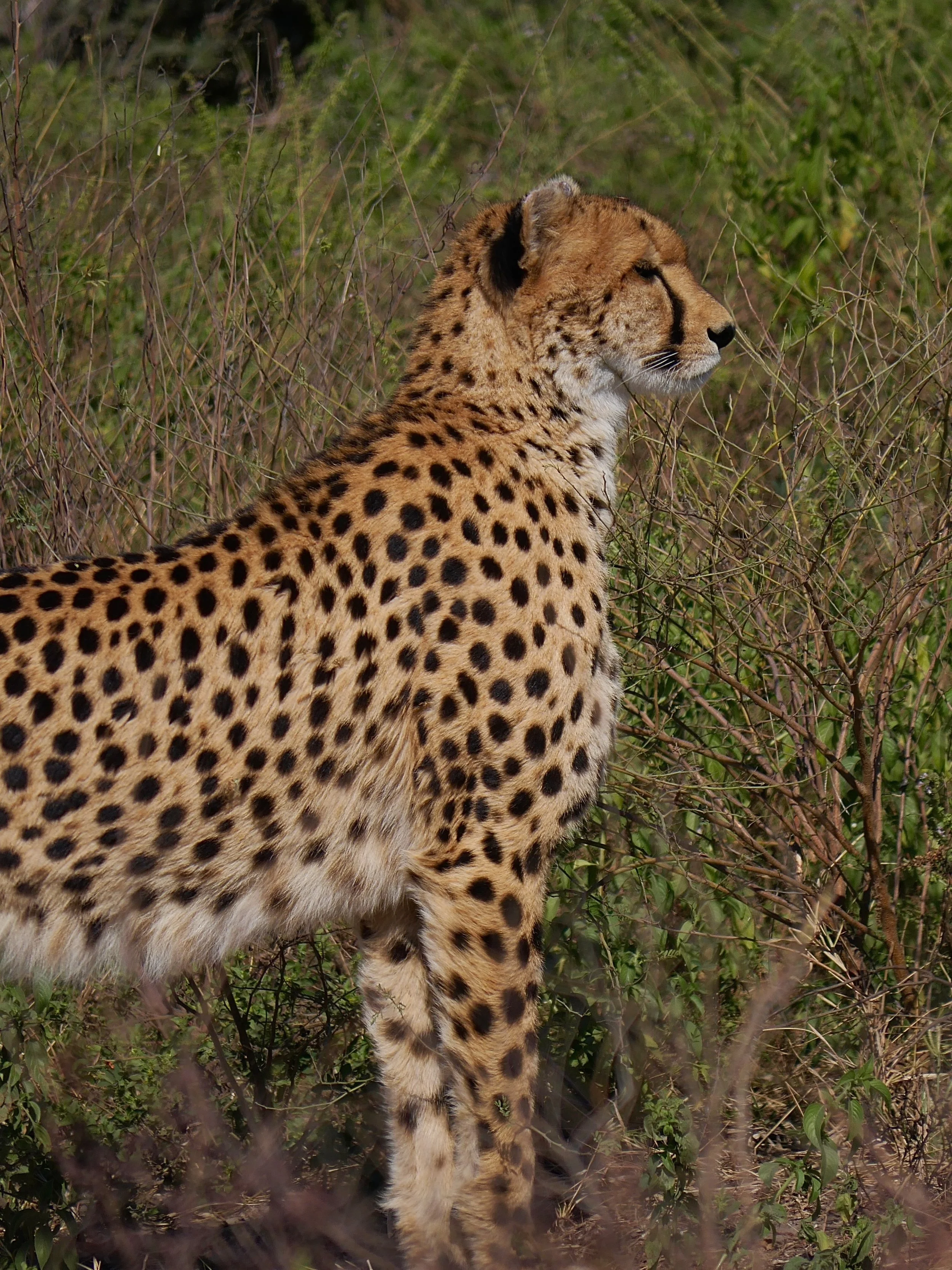 Deep in the African wilderness 🐾

#africa #bigcats #wildlife #wildlifephotography #cheetah