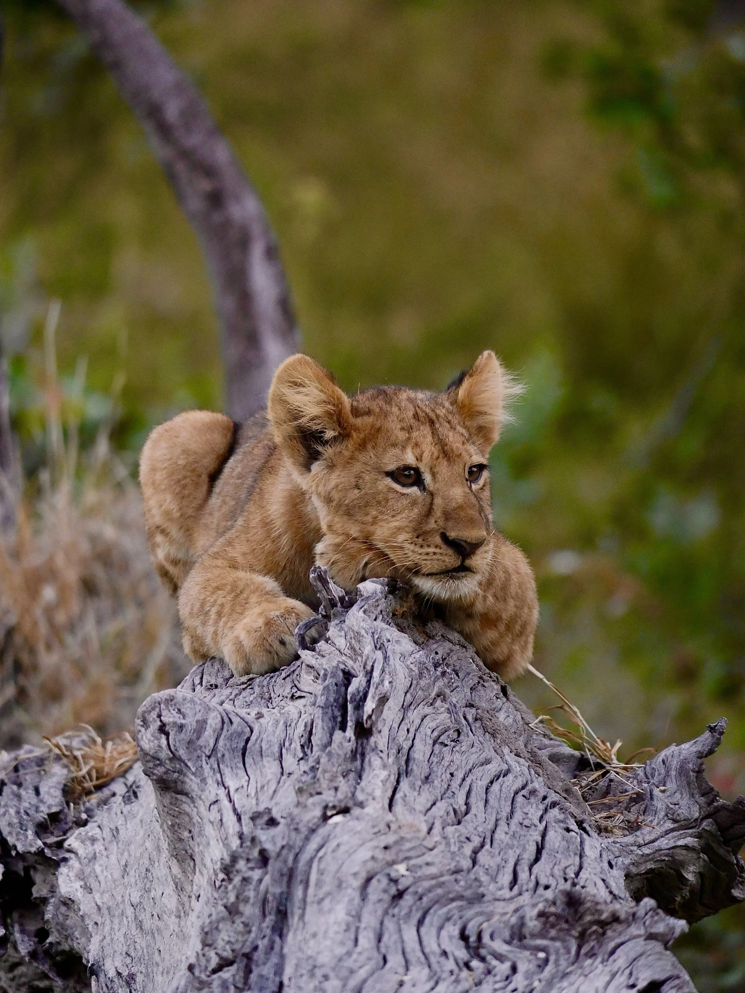 Happy #WorldLionDay 🐾