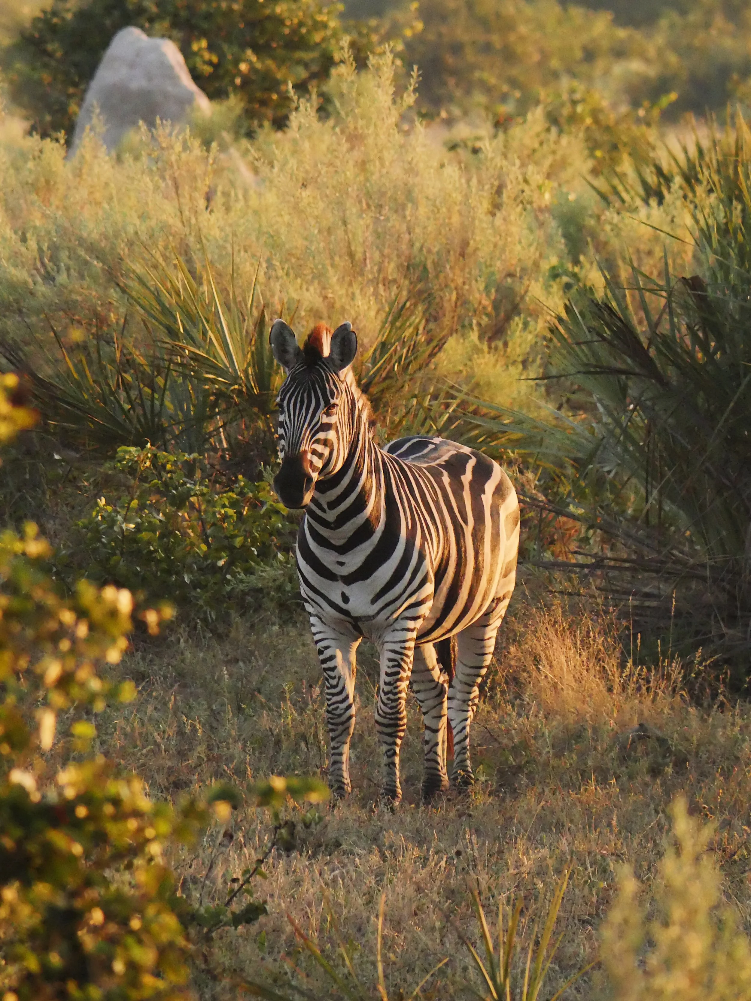 Missing this today 🦓

#okavangodelta #botswana #africa #wildlife #wildlifephotography